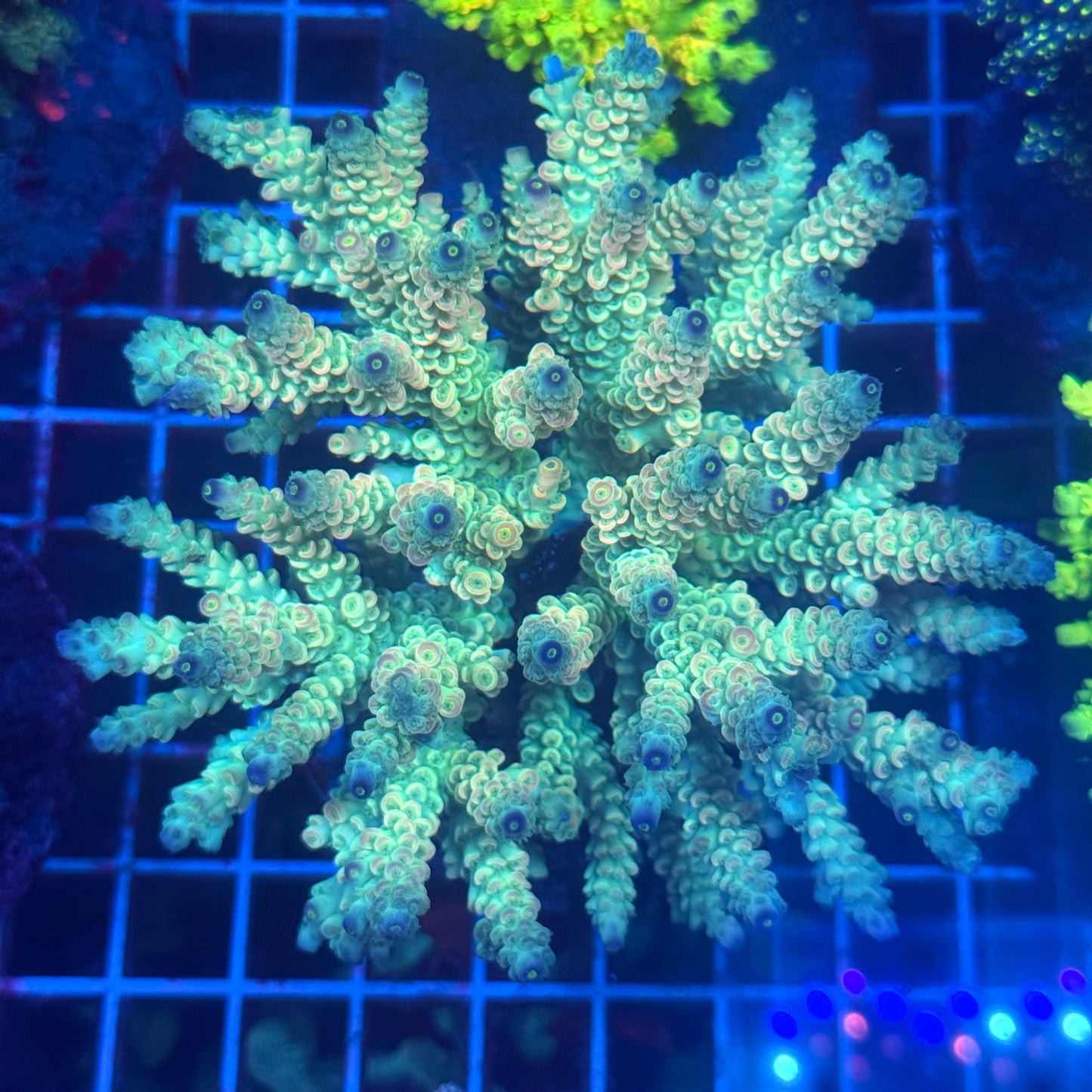 (WYSIWYG) Acropora Colony T3I2