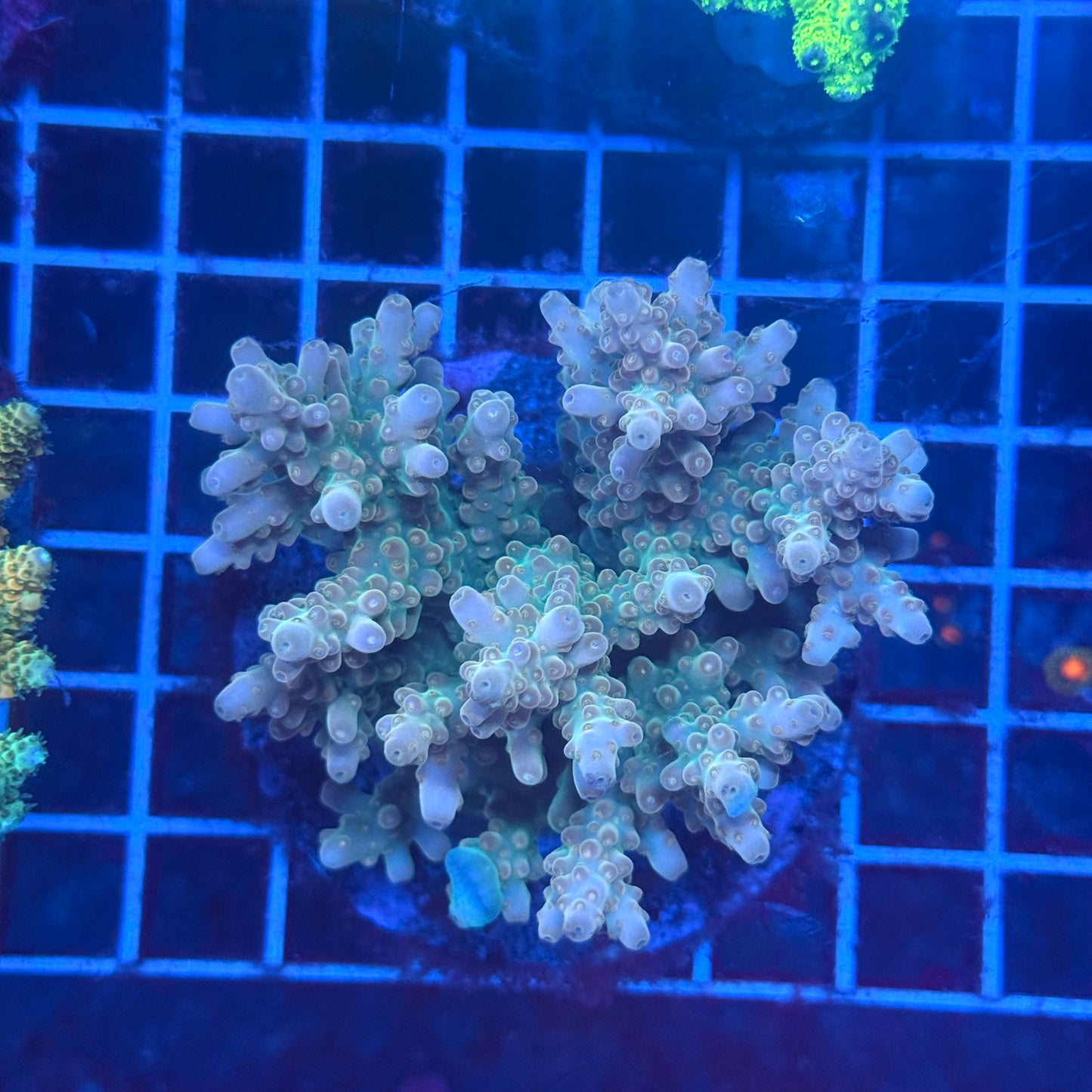(WYSIWYG) Acropora Colony T3L3