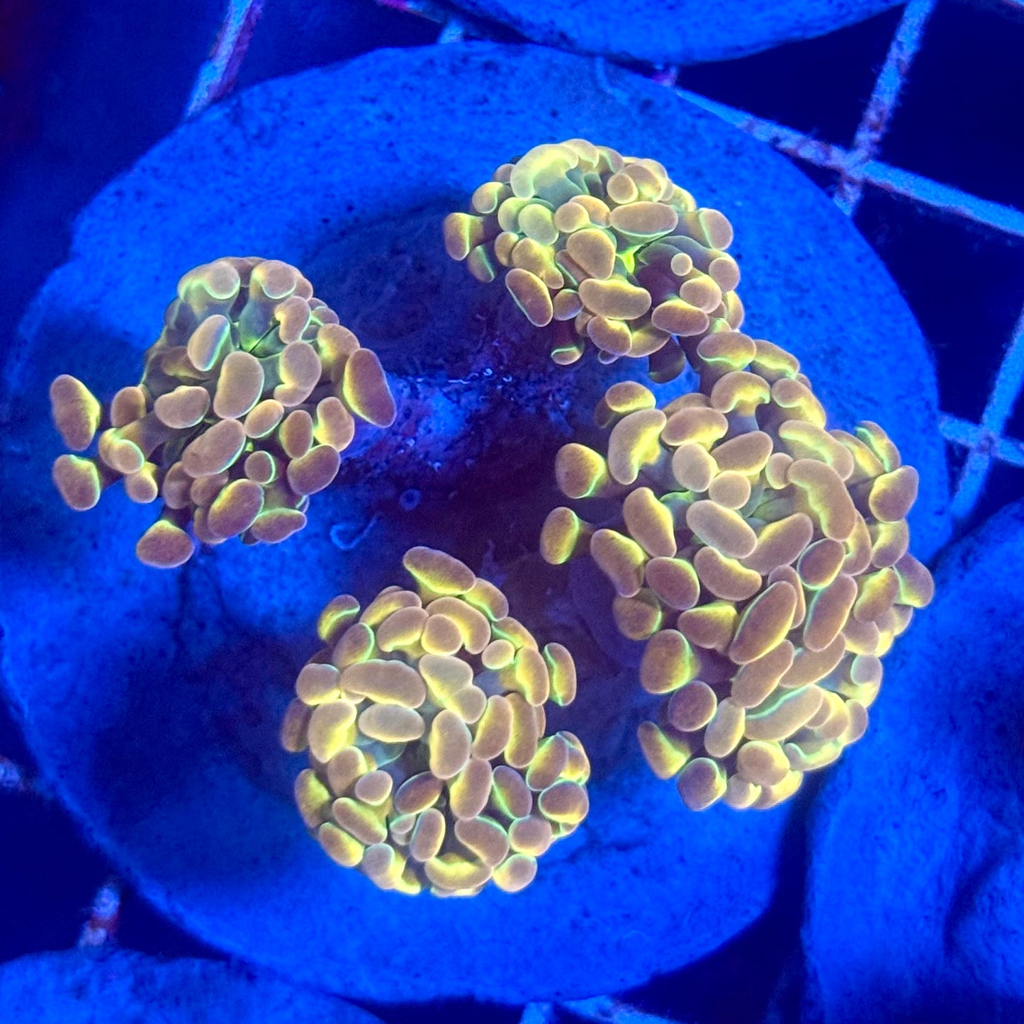 (WYSIWYG) Hologram Branch Hammer Colony A5