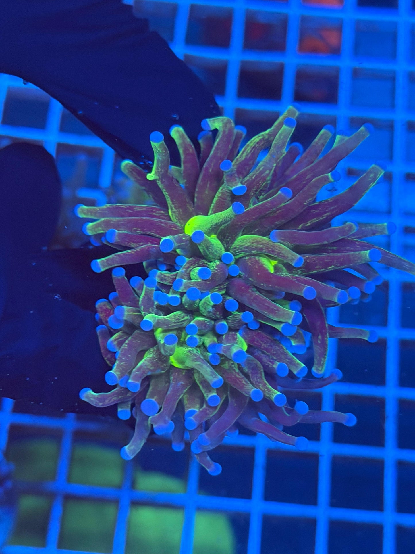 (WYSIWYG) Grafted Glitter Torch E1 (Splitting)