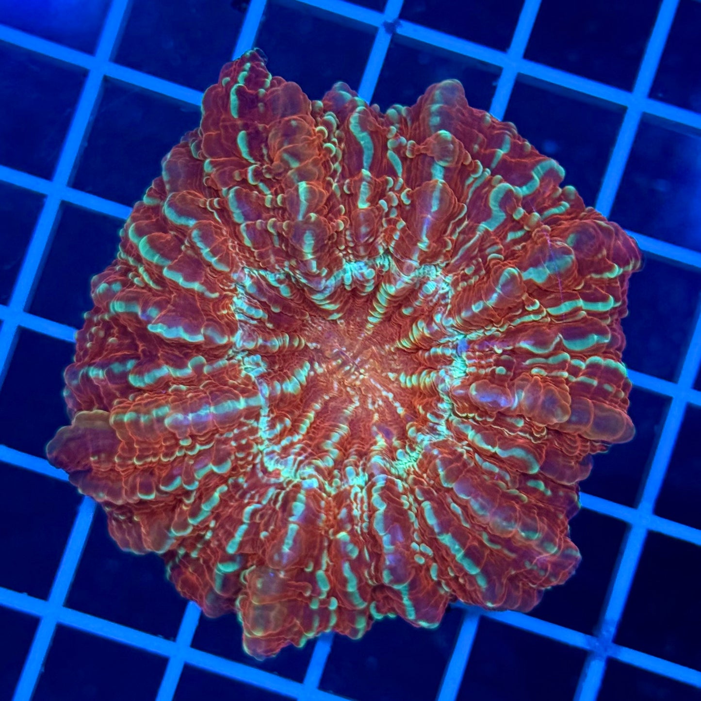 (WYSIWYG) Glitterball Acantho