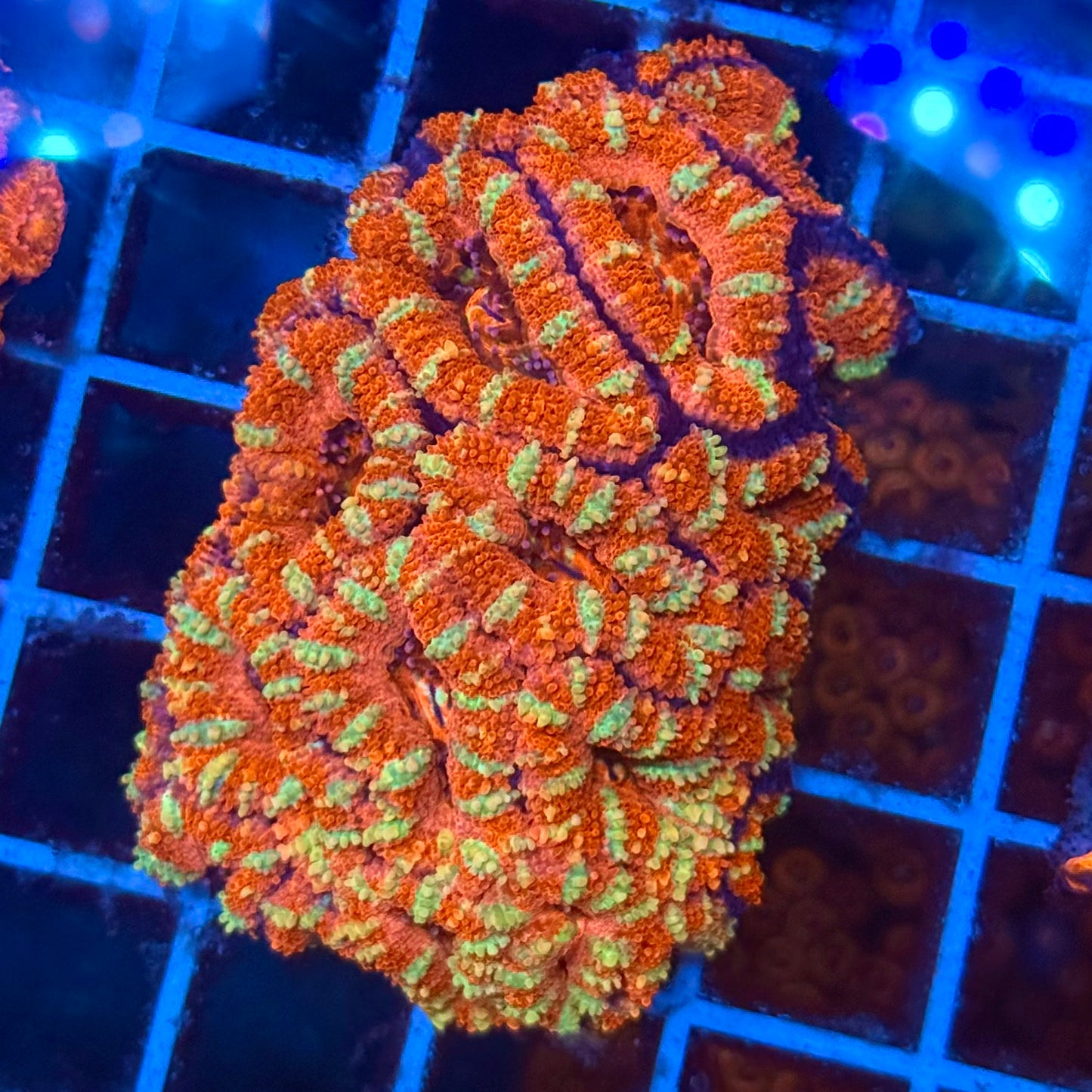 (WYSIWYG) Rainbow Acan Colony