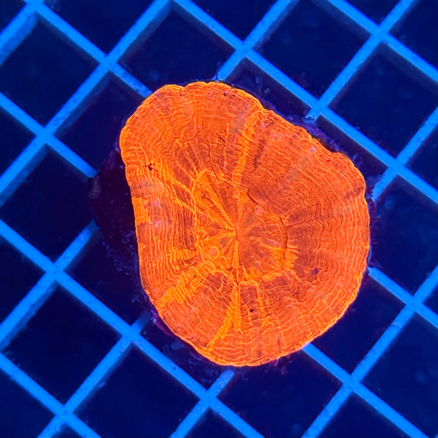 (WYSIWYG) Ultra Orange Scolymia