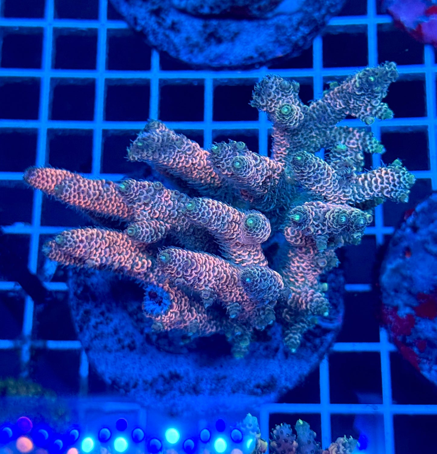 (WYSIWYG) Acropora Colony T2B1