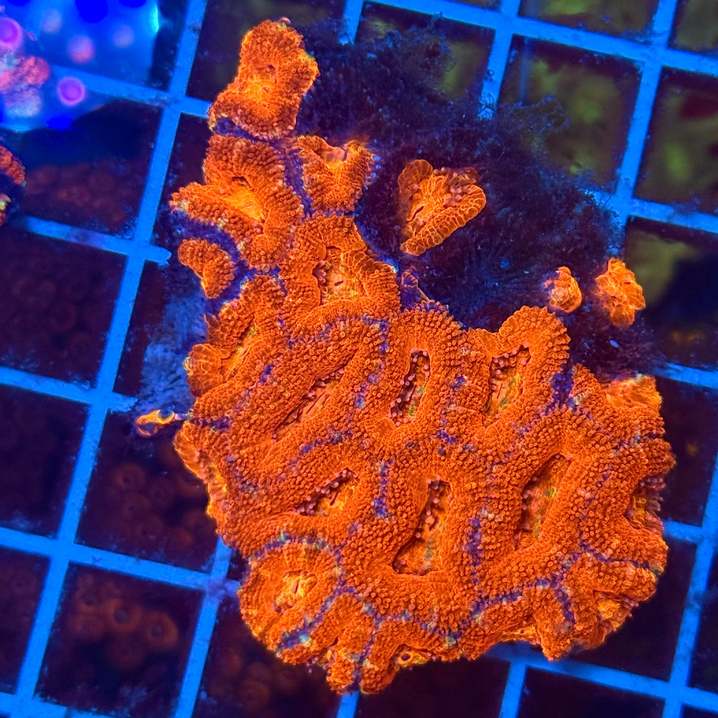 (WYSIWYG) Rainbow Acan Colony