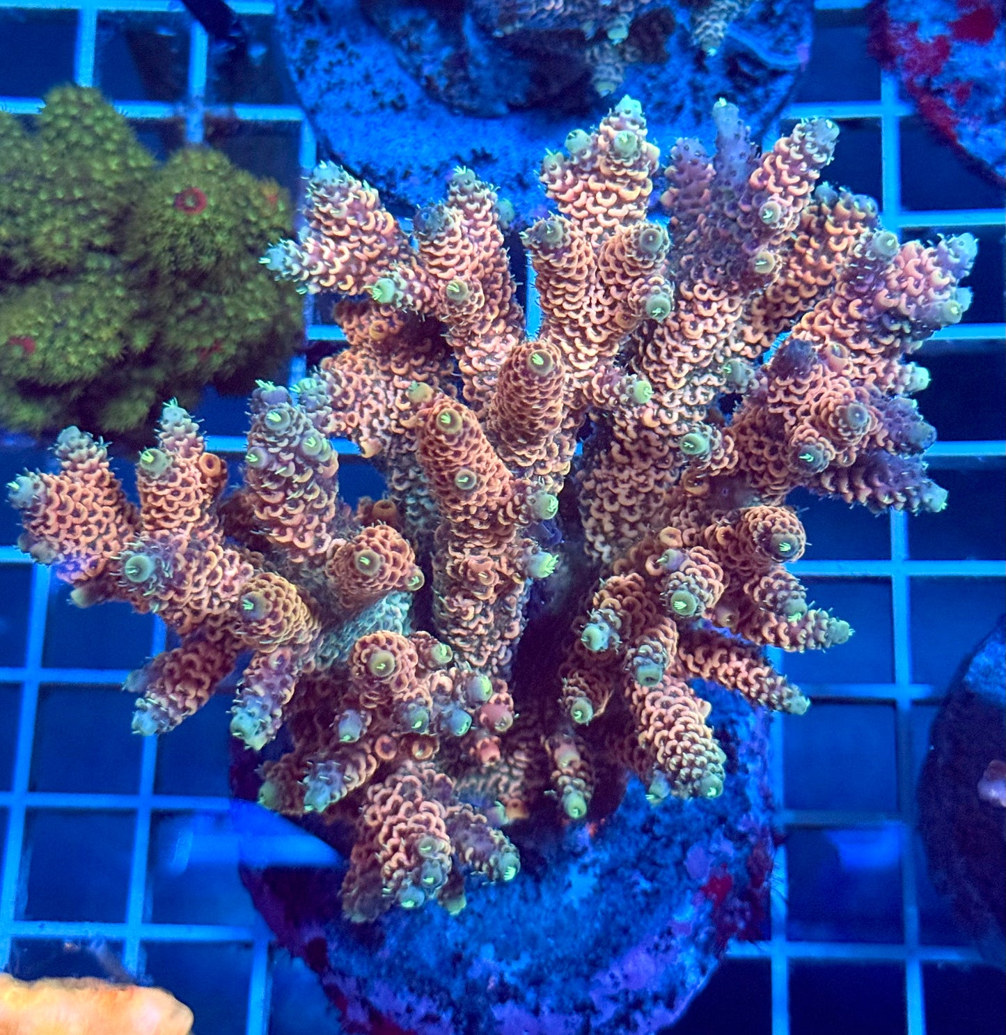 (WYSIWYG) Acropora Colony T2C1