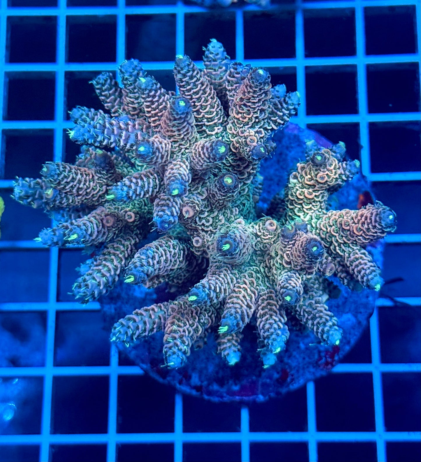 (WYSIWYG) Acropora Colony T2C4