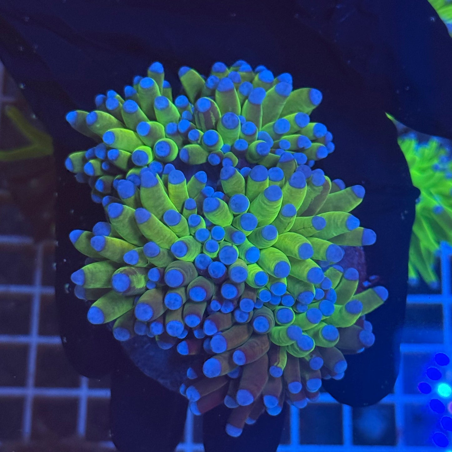 (WYSIWYG) Grafted HG Torch A4