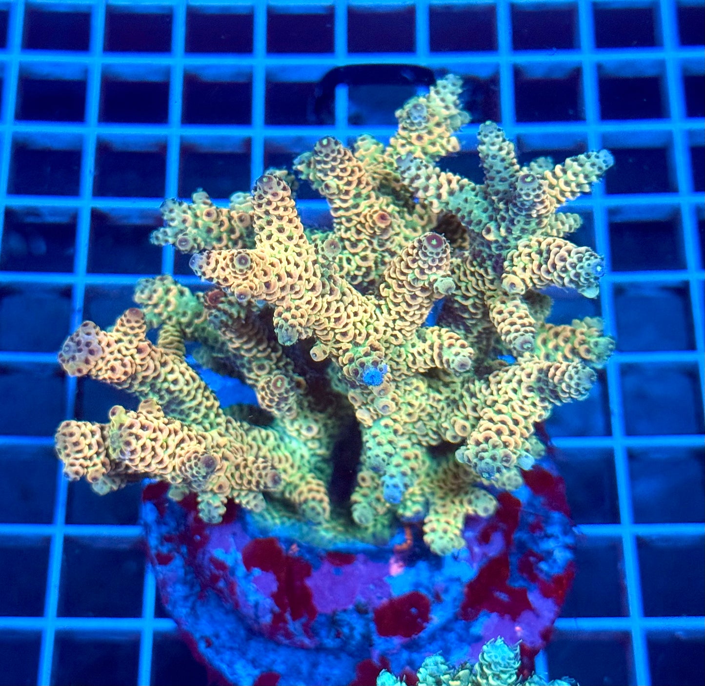 (WYSIWYG) Acropora Colony T1A5