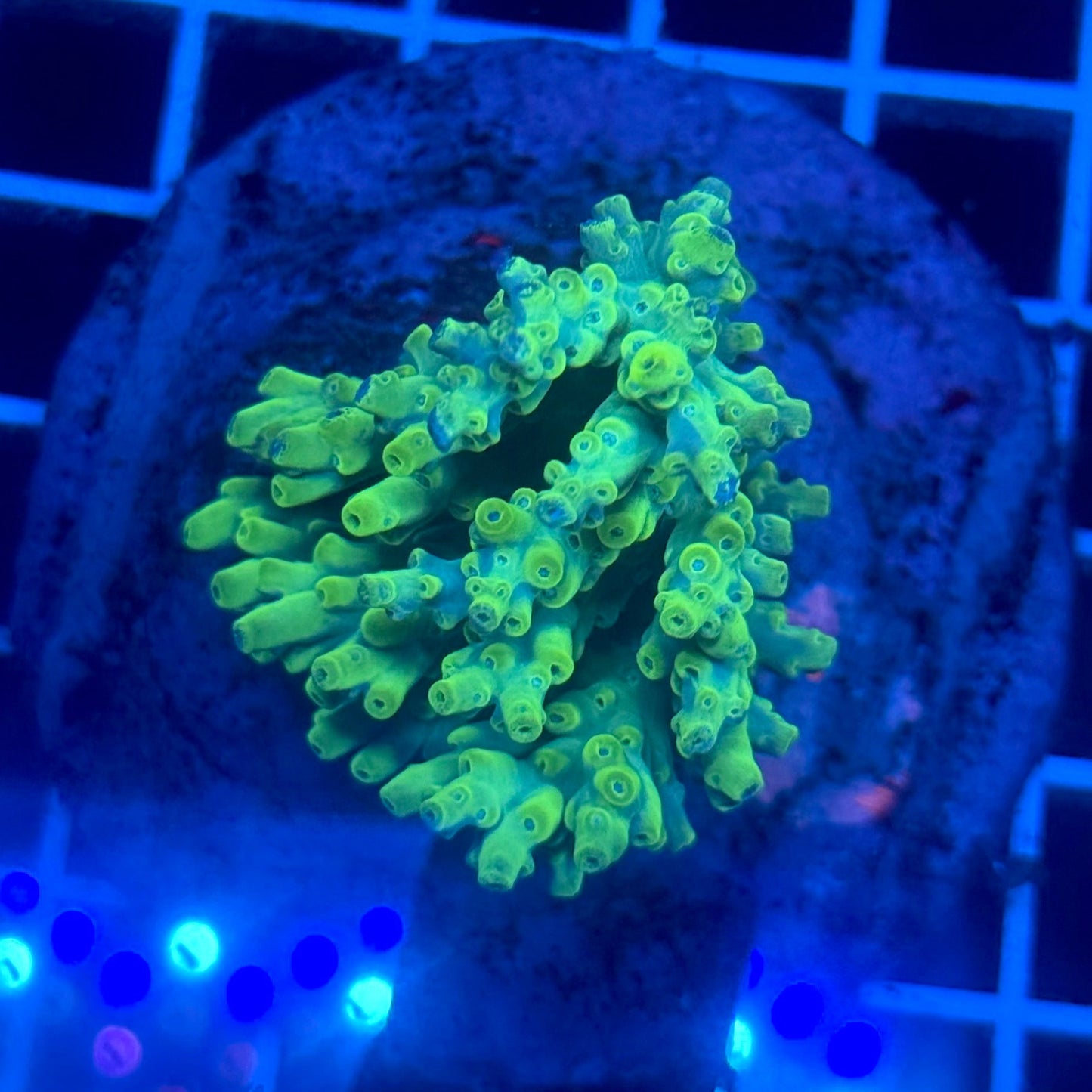 (WYSIWYG) Acropora Colony D4