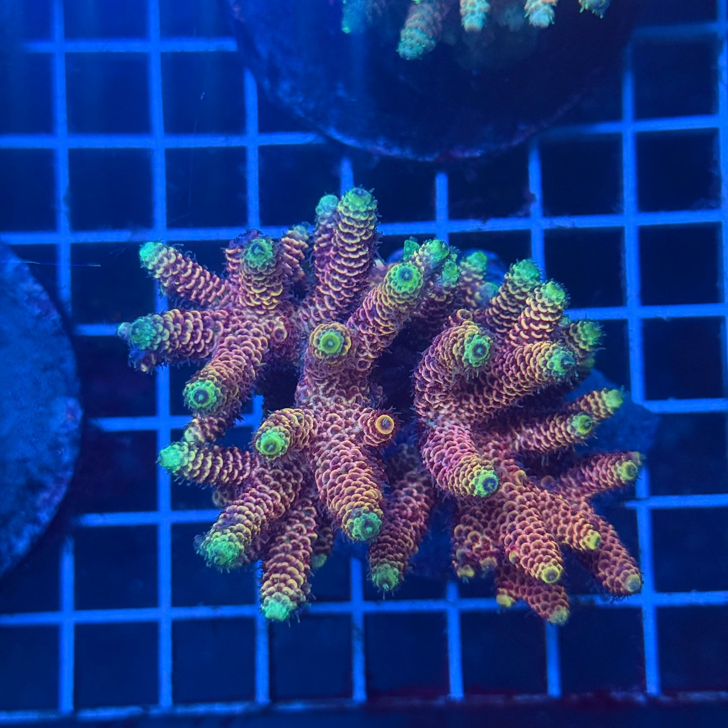(WYSIWYG) Acropora Colony T3L5