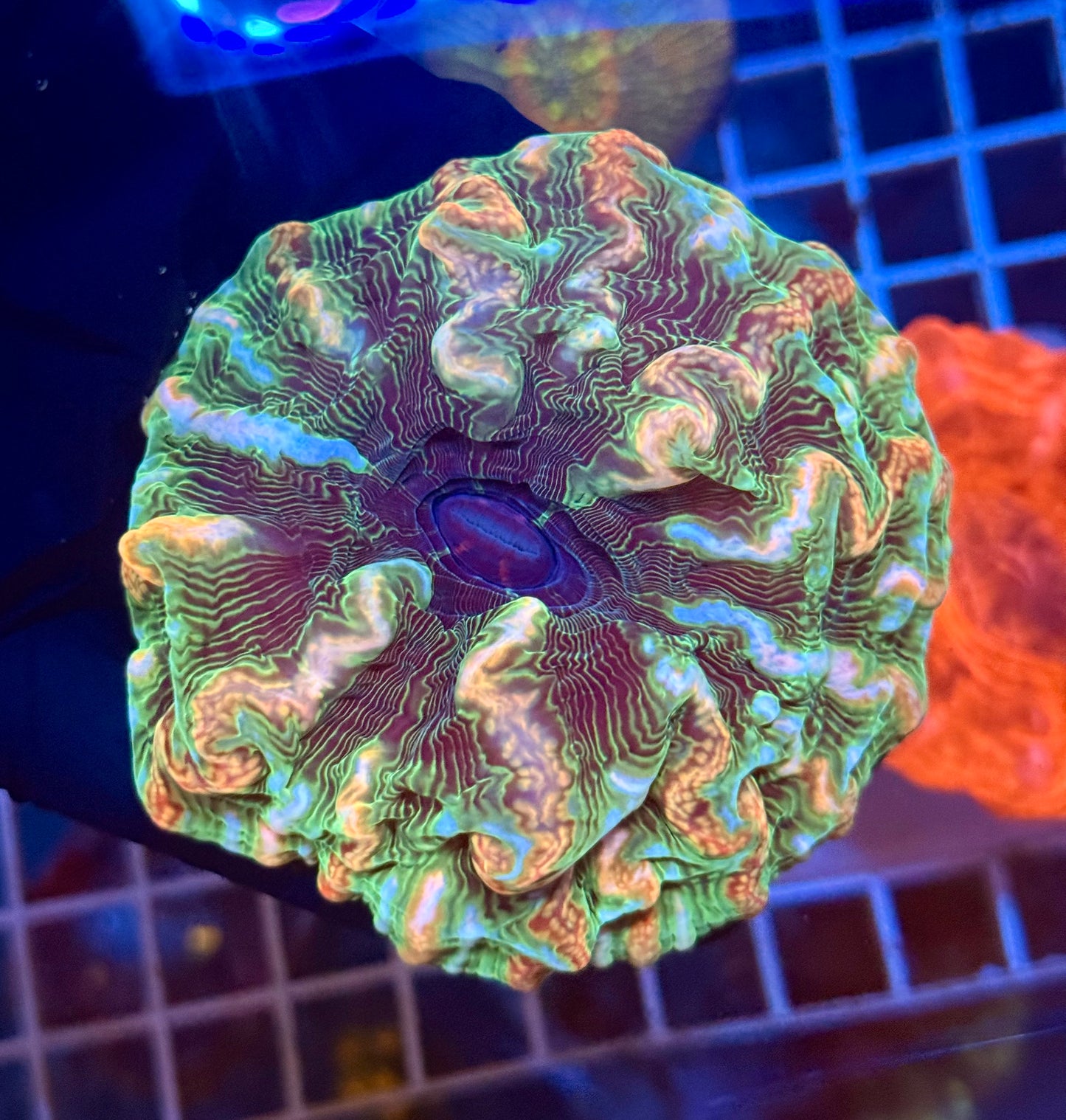 (WYSIWYG) Showpiece Cynarina