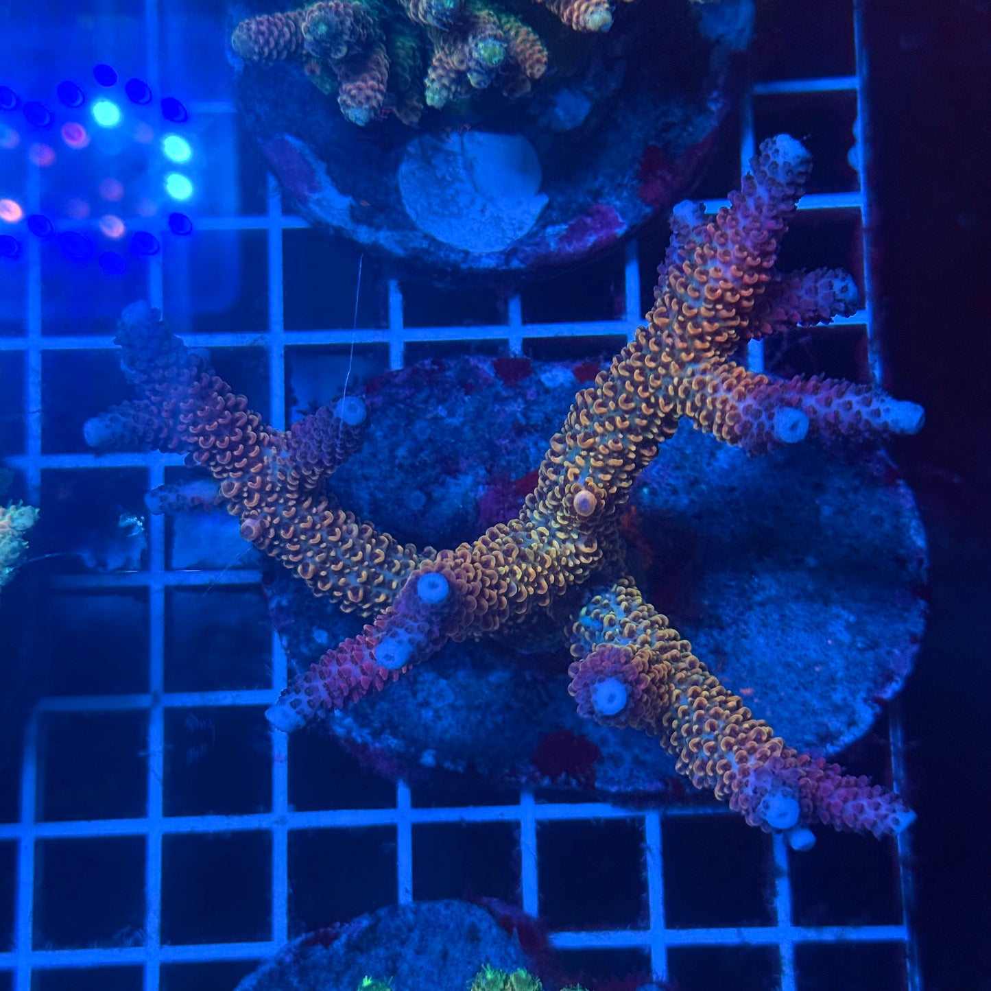 (WYSIWYG) Acropora Colony T3K6