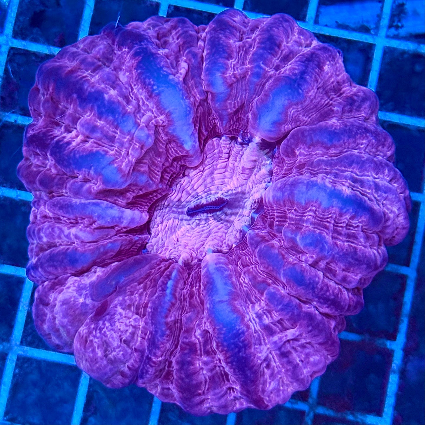 (WYSIWYG) "Lavender Nightmare" Cynarina