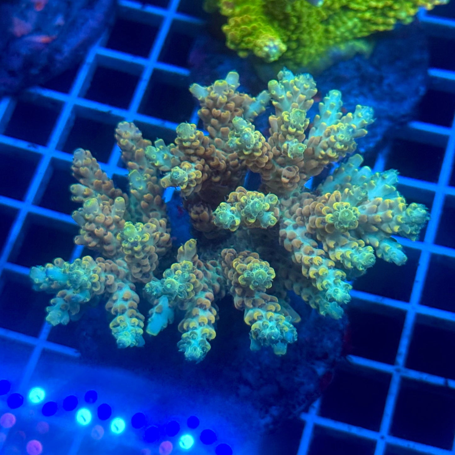 (WYSIWYG) Acropora Colony E5