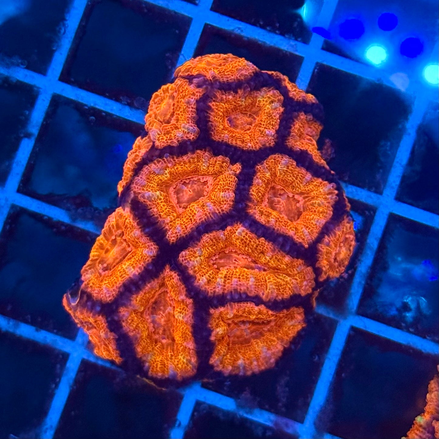 (WYSIWYG) Rainbow Acan Colony