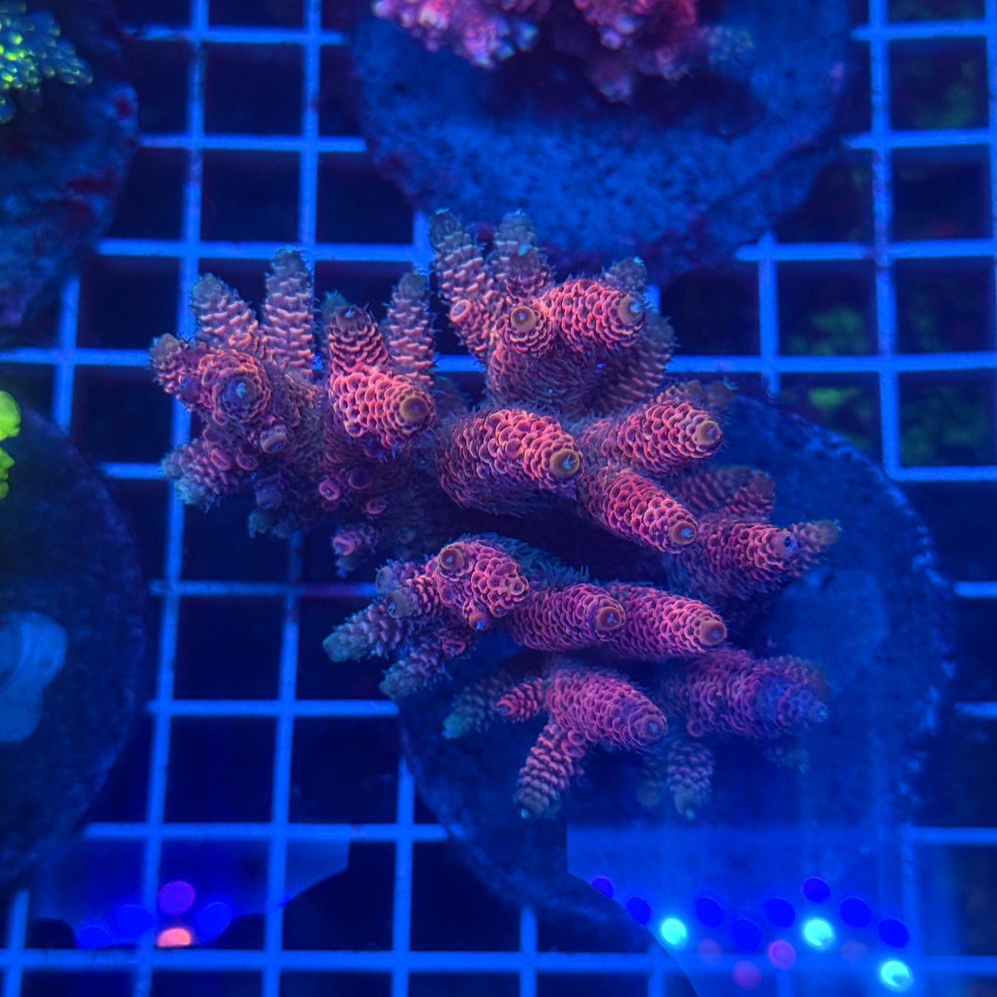 (WYSIWYG) Acropora Colony T3I4