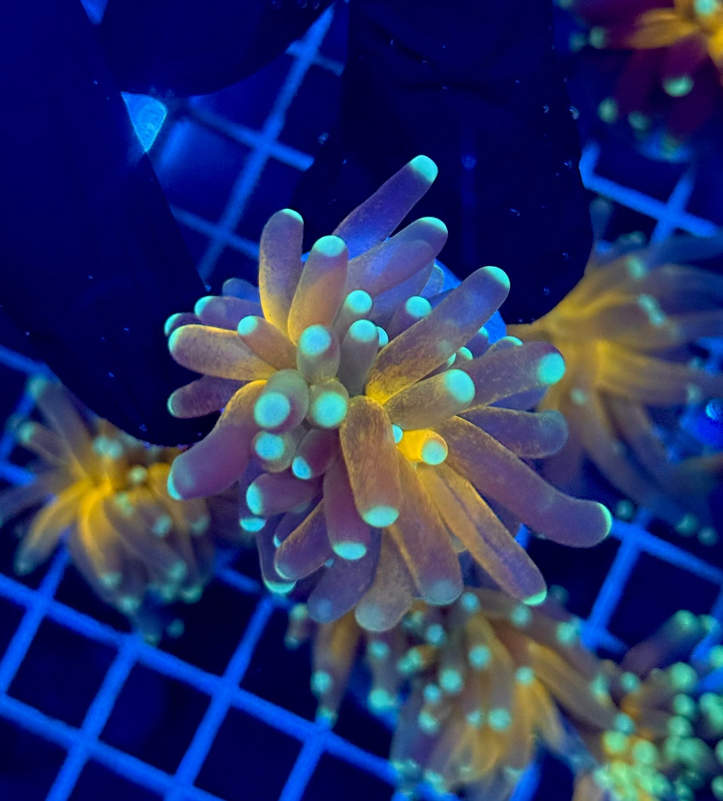 (WYSIWYG) Tiger-Type Torch B2