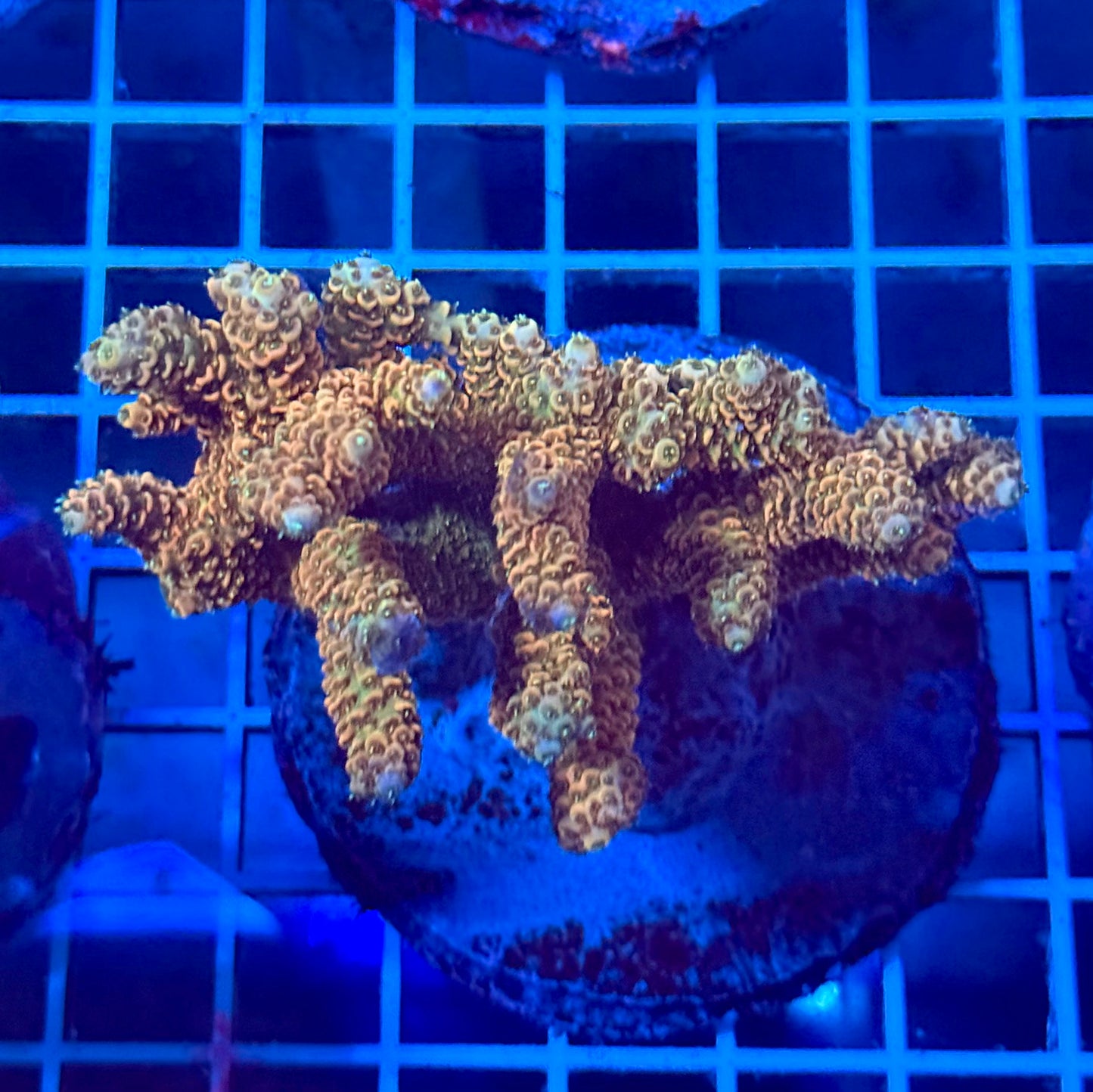 (WYSIWYG) Acropora Colony T2C8