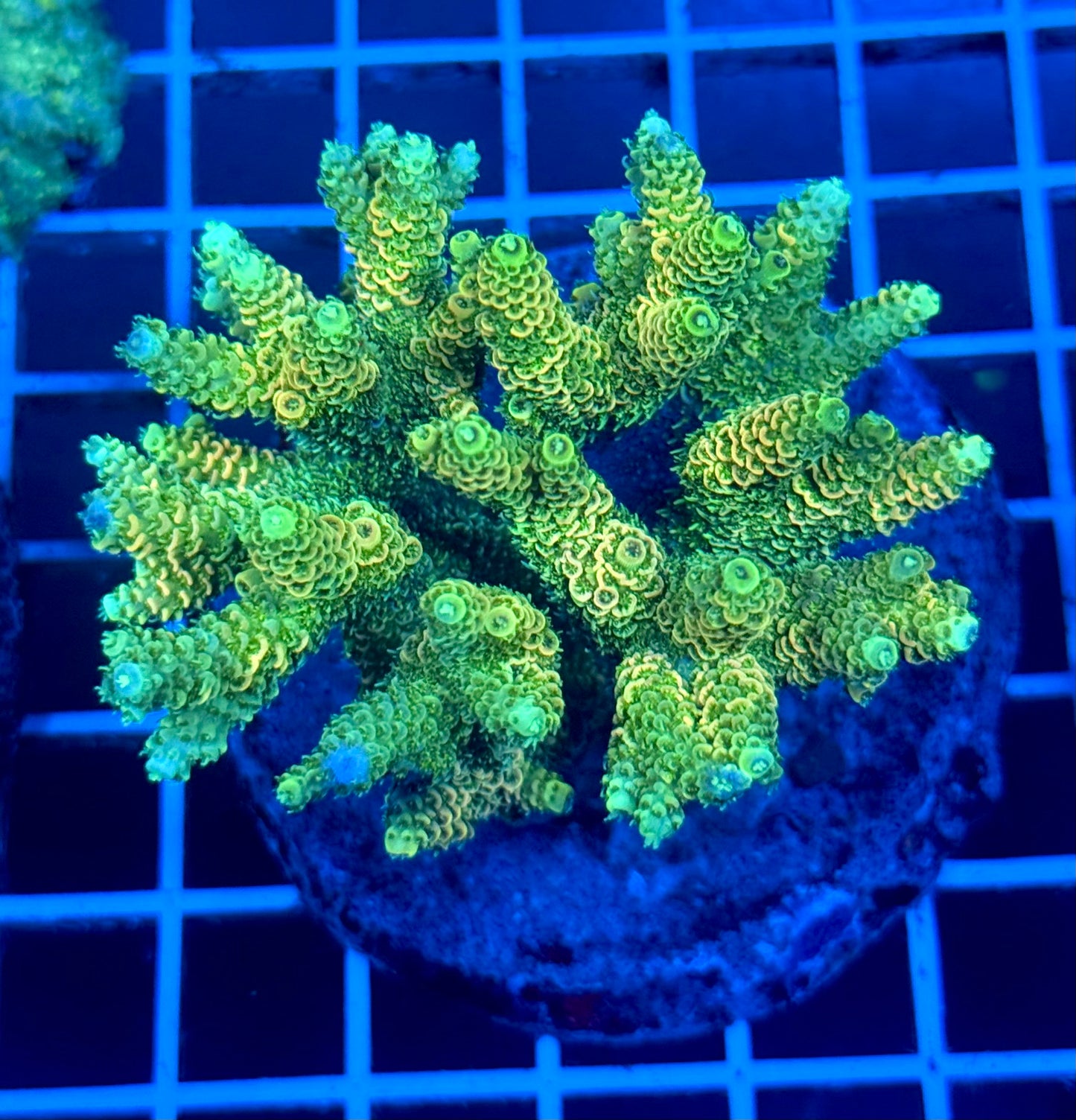 (WYSIWYG) Acropora Colony T2A5