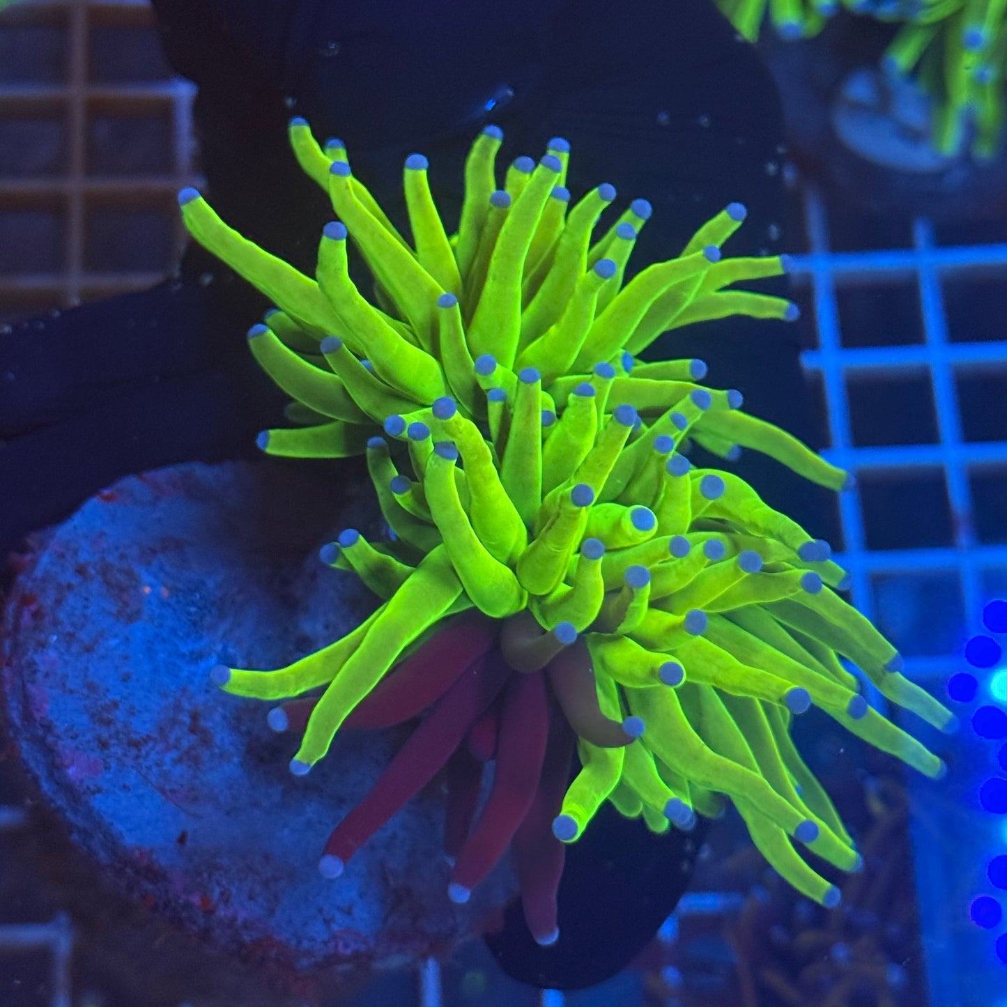(WYSIWYG) Grafted HG Torch A2