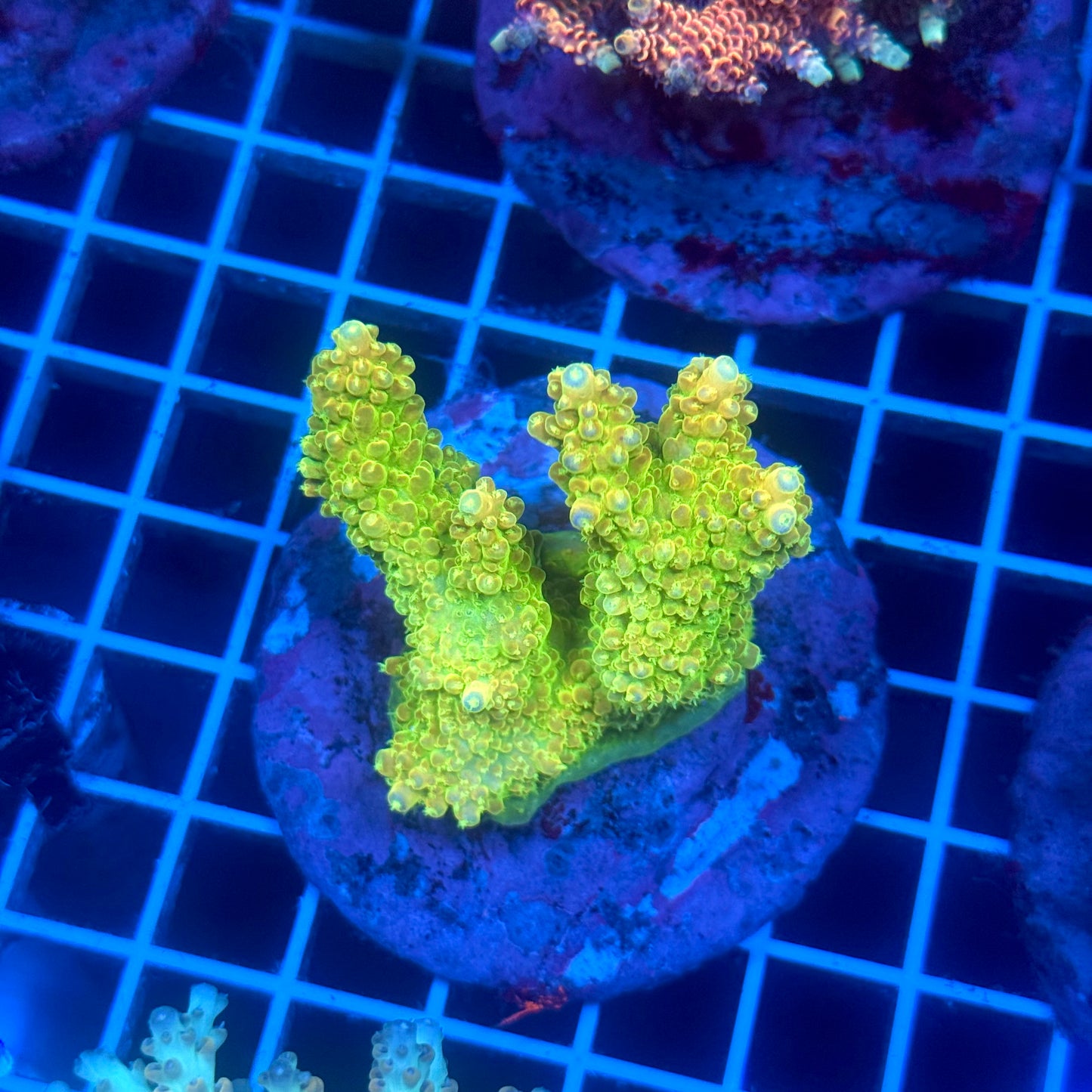 (WYSIWYG) Acropora Colony D7