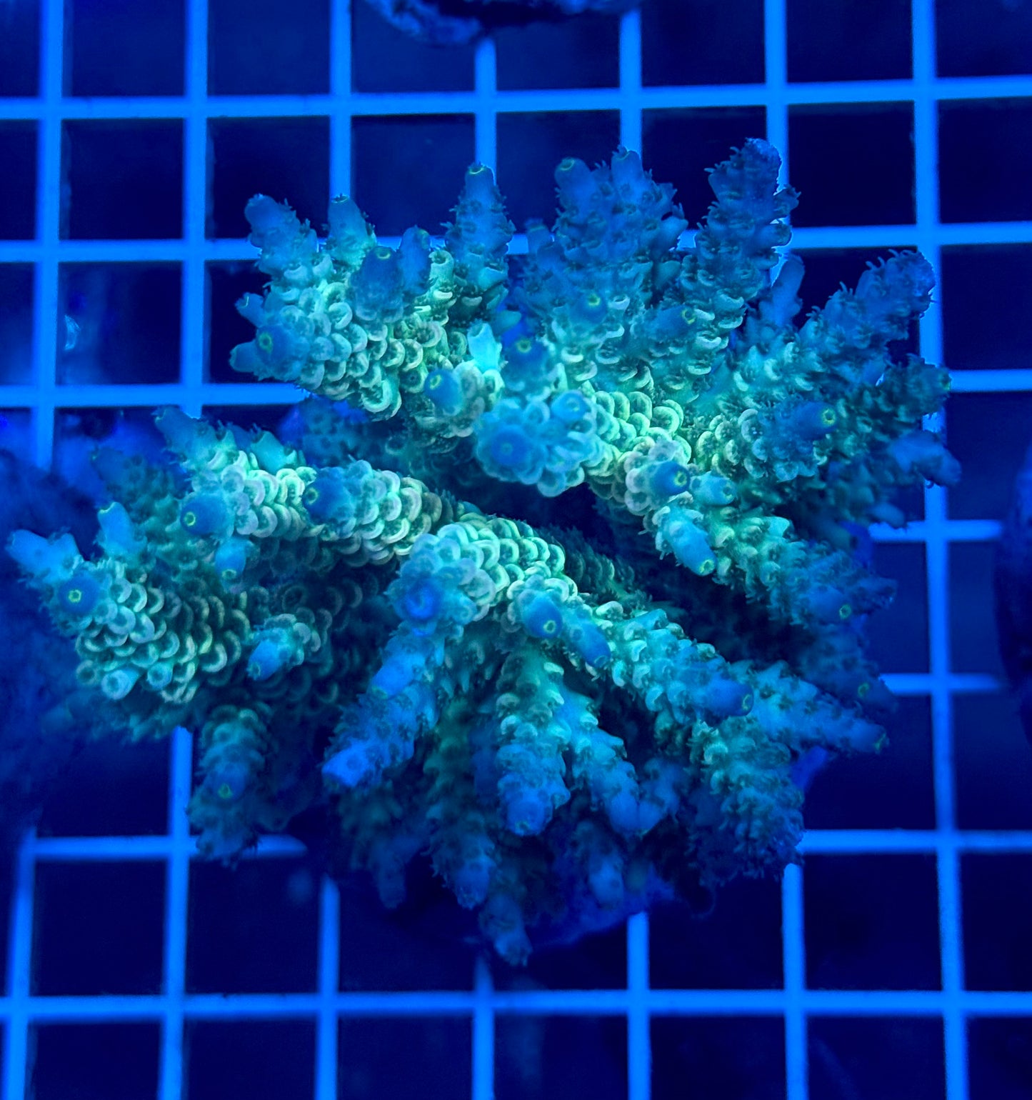 (WYSIWYG) Acropora Colony T2D3