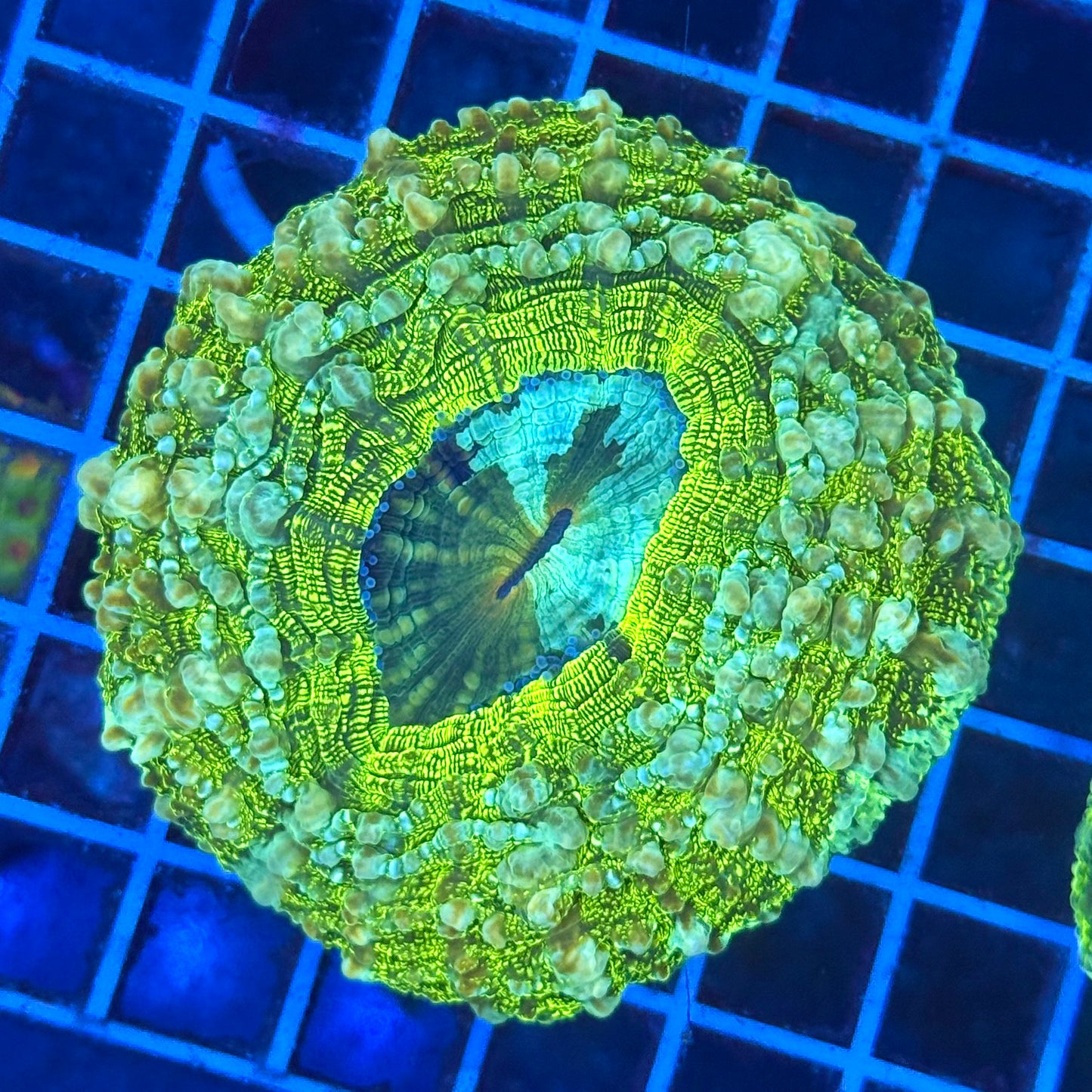 (WYSIWYG) Ender Portal Acantho
