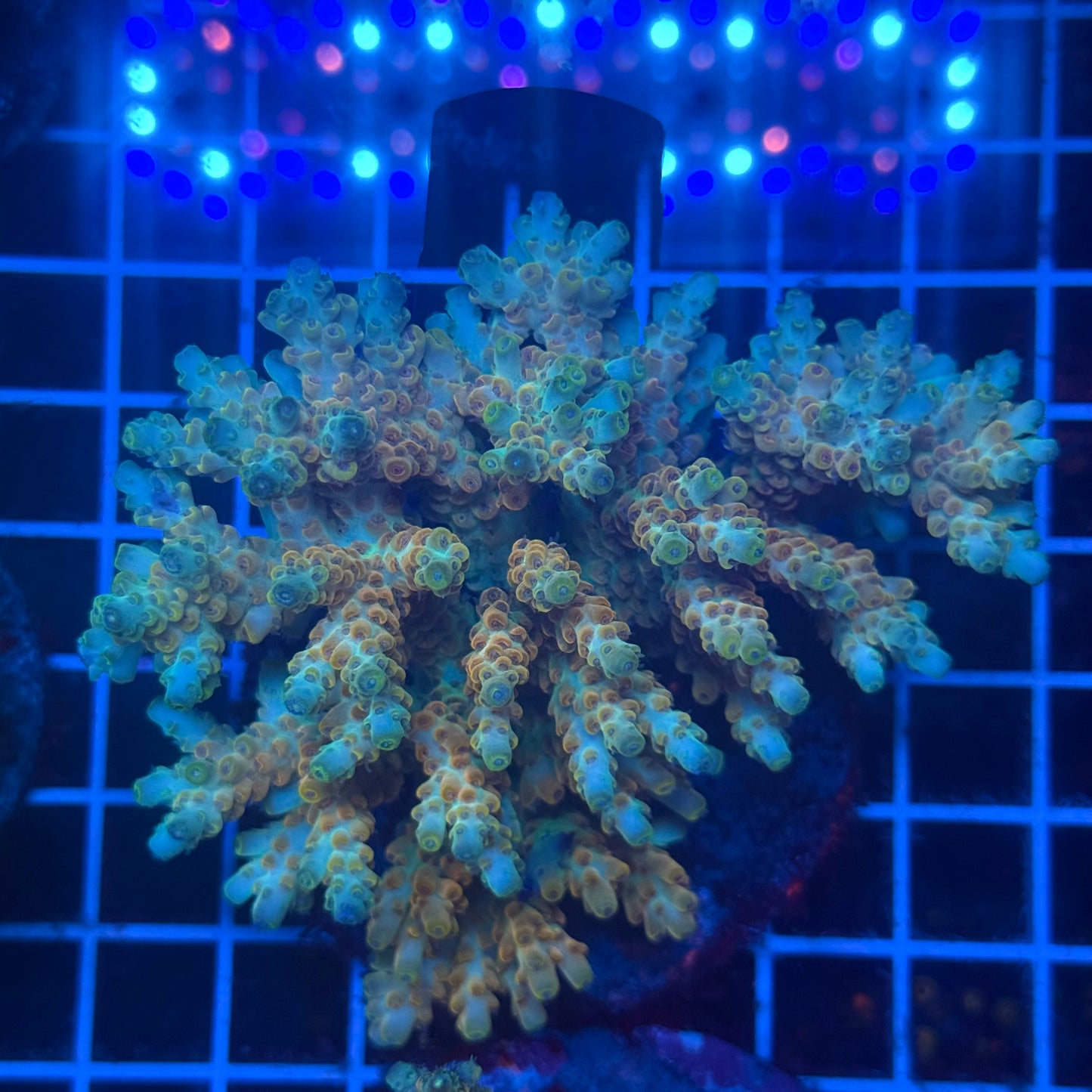(WYSIWYG) Acropora Colony T3K4