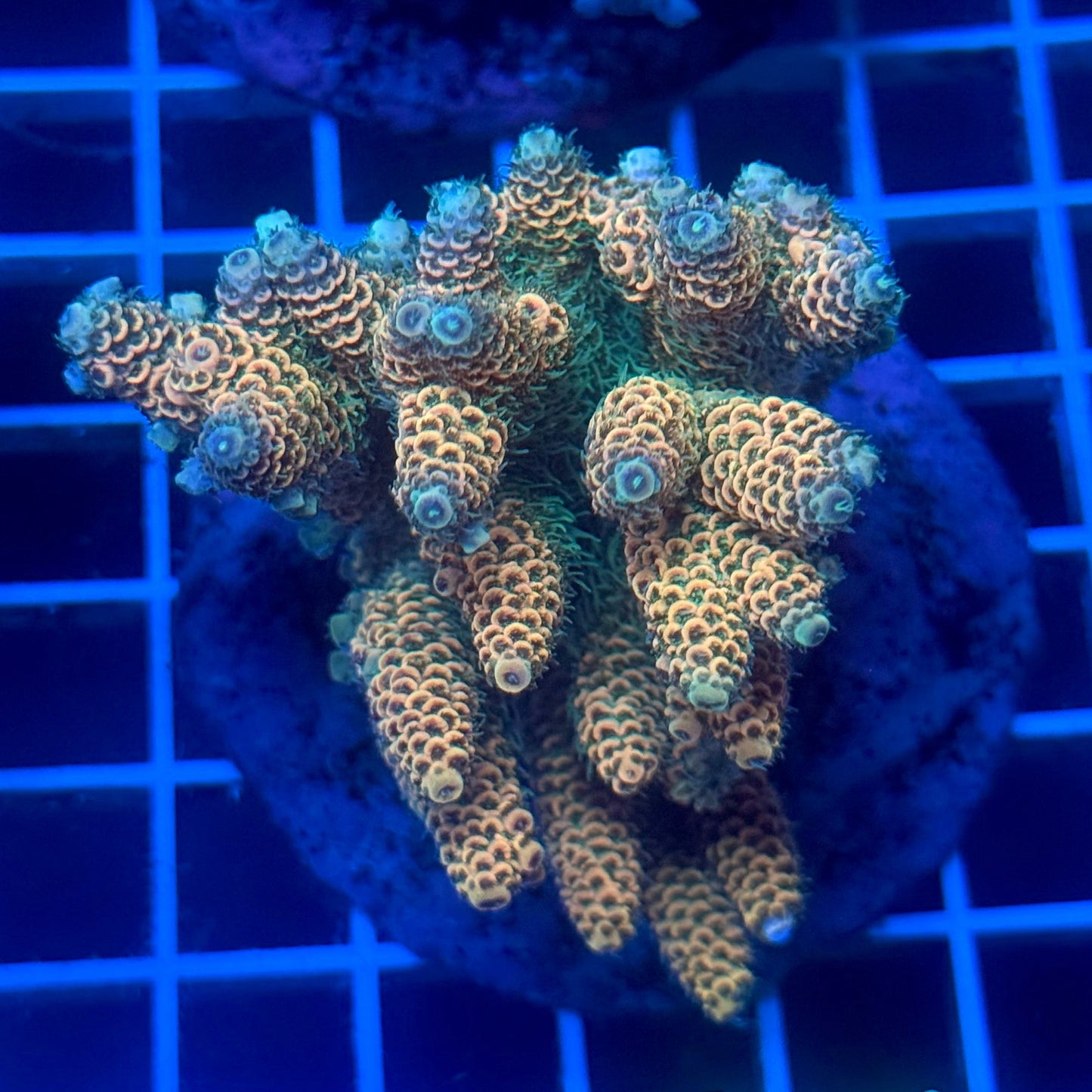 (WYSIWYG) Acropora Colony D11