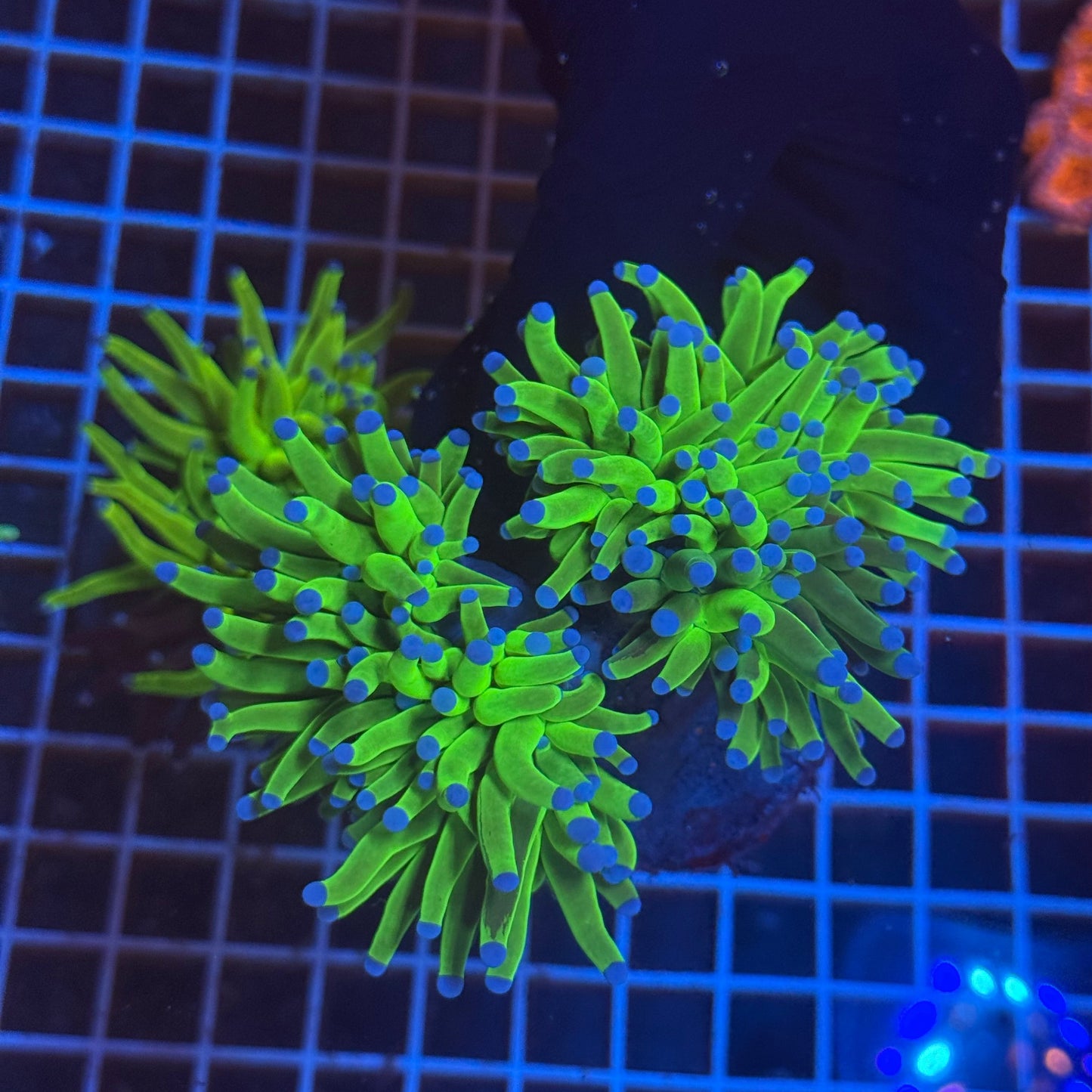 (WYSIWYG) Grafted HG Torch A3