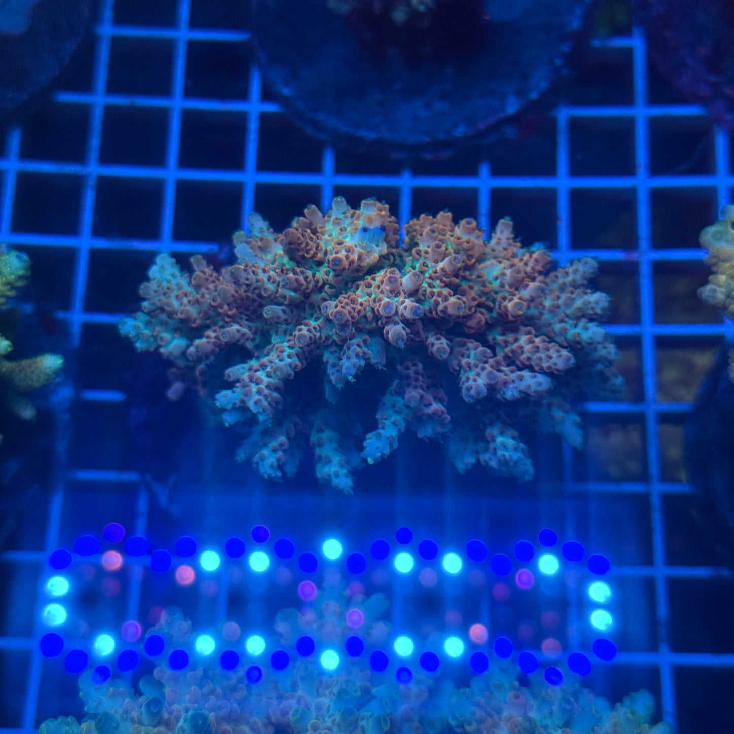 (WYSIWYG) Acropora Colony T3J4