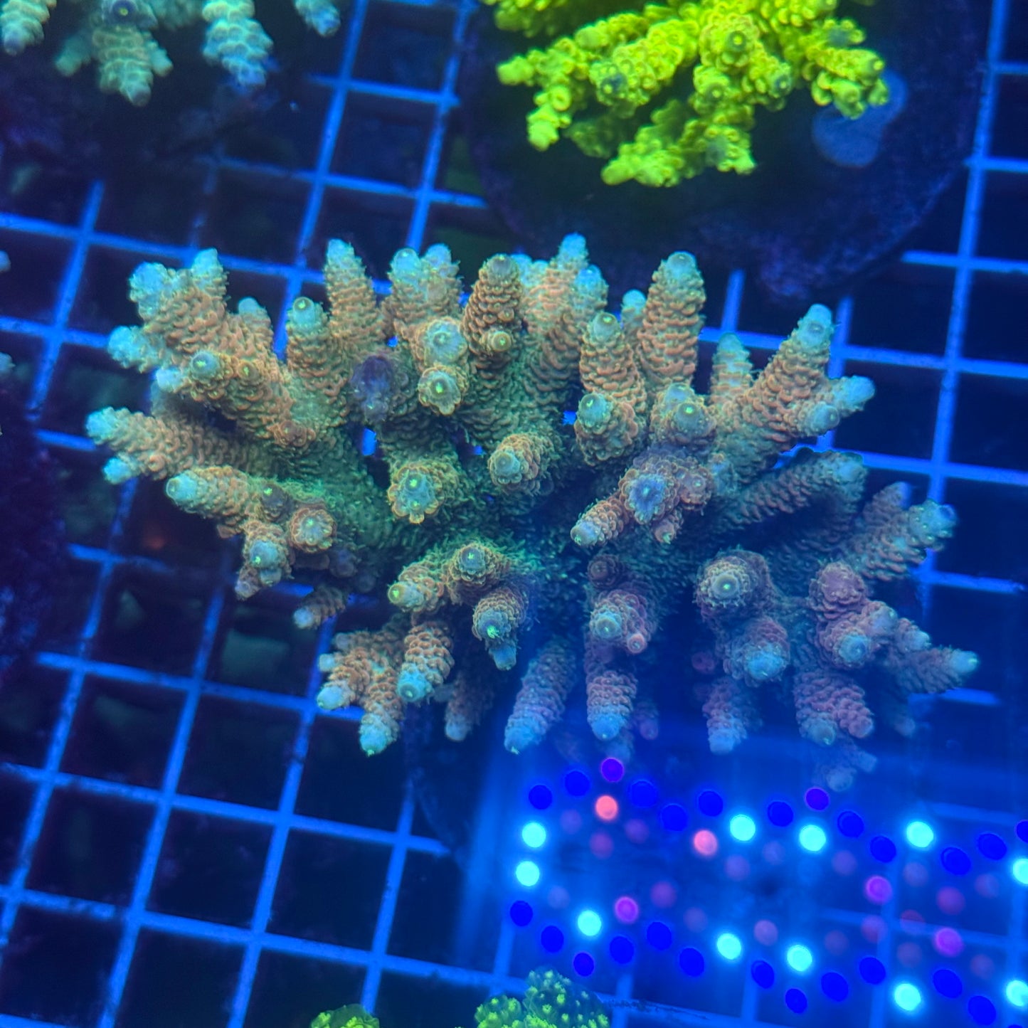 (WYSIWYG) Acropora Colony T3J3