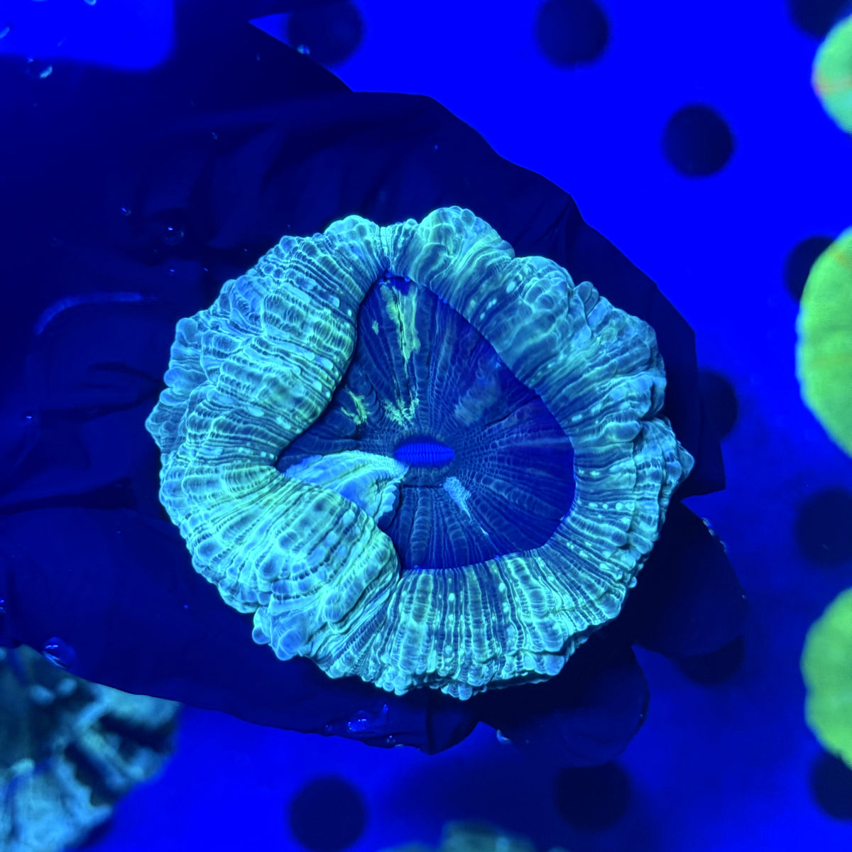 Portal Acantho A2