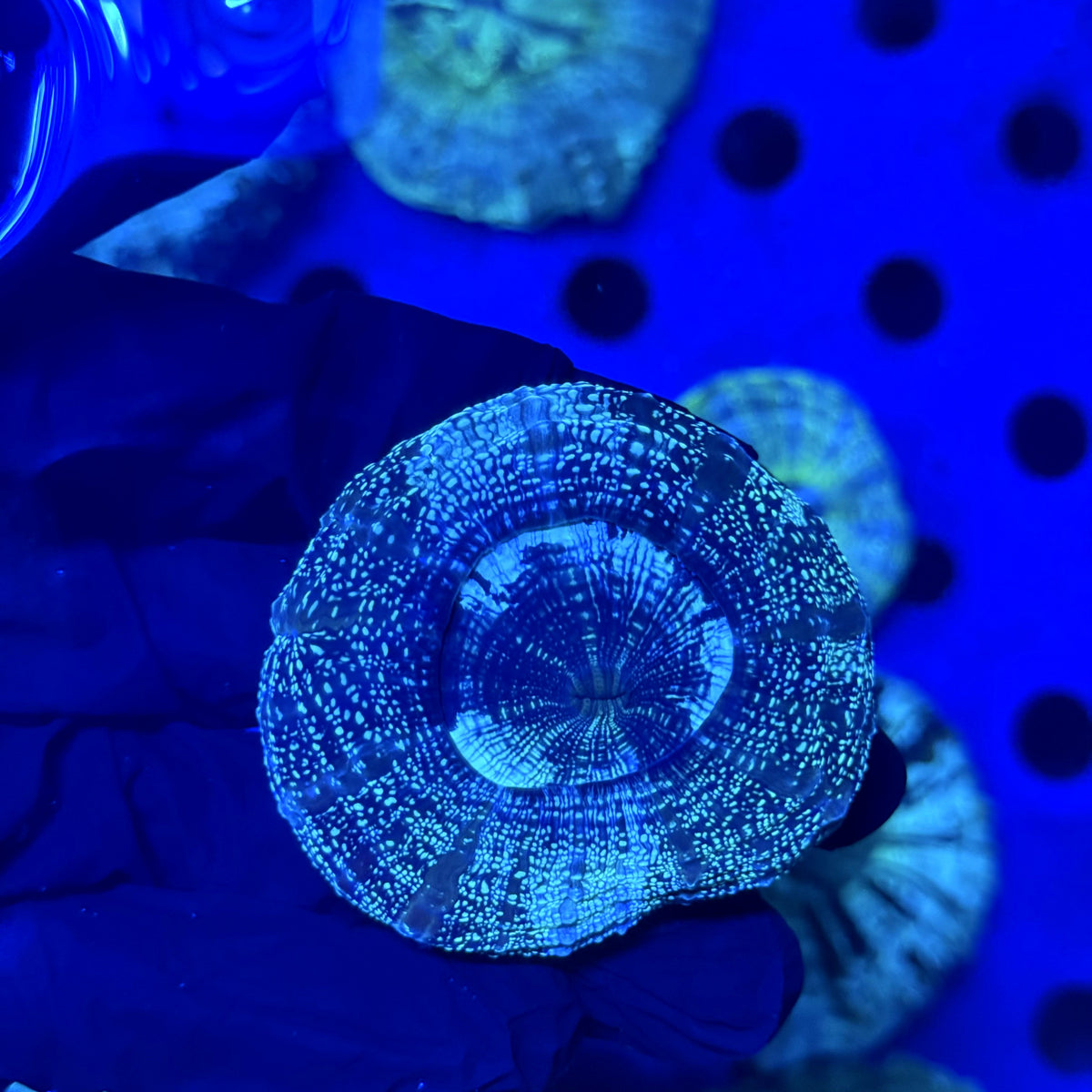 Glitter Acantho C3
