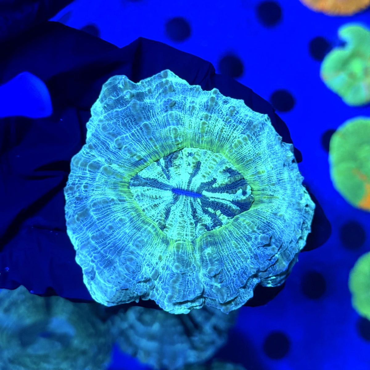 Dragon's Eye Acantho D1