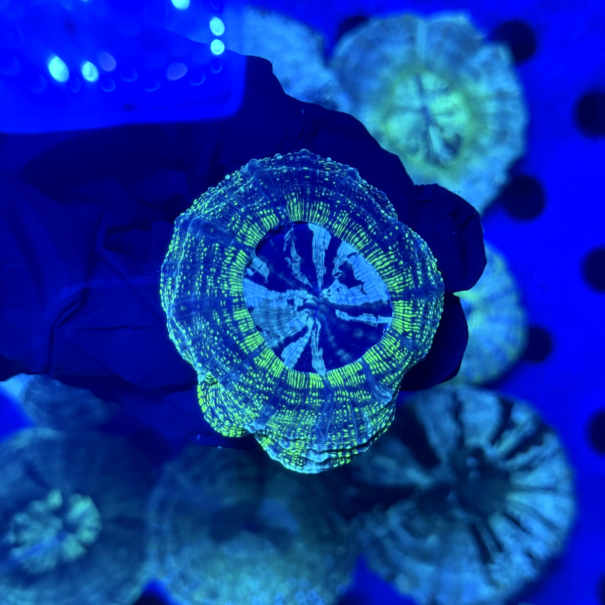 Radioactive Acantho D3