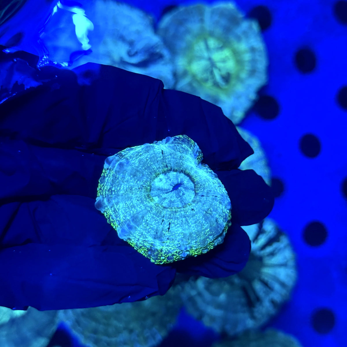 Portal Acantho D4