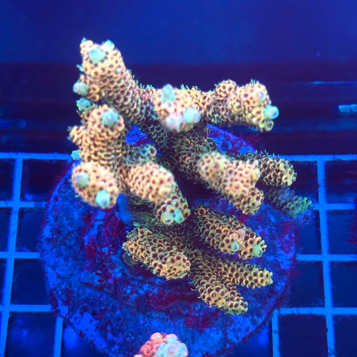 (WYSIWYG) Acropora Colony T2A2