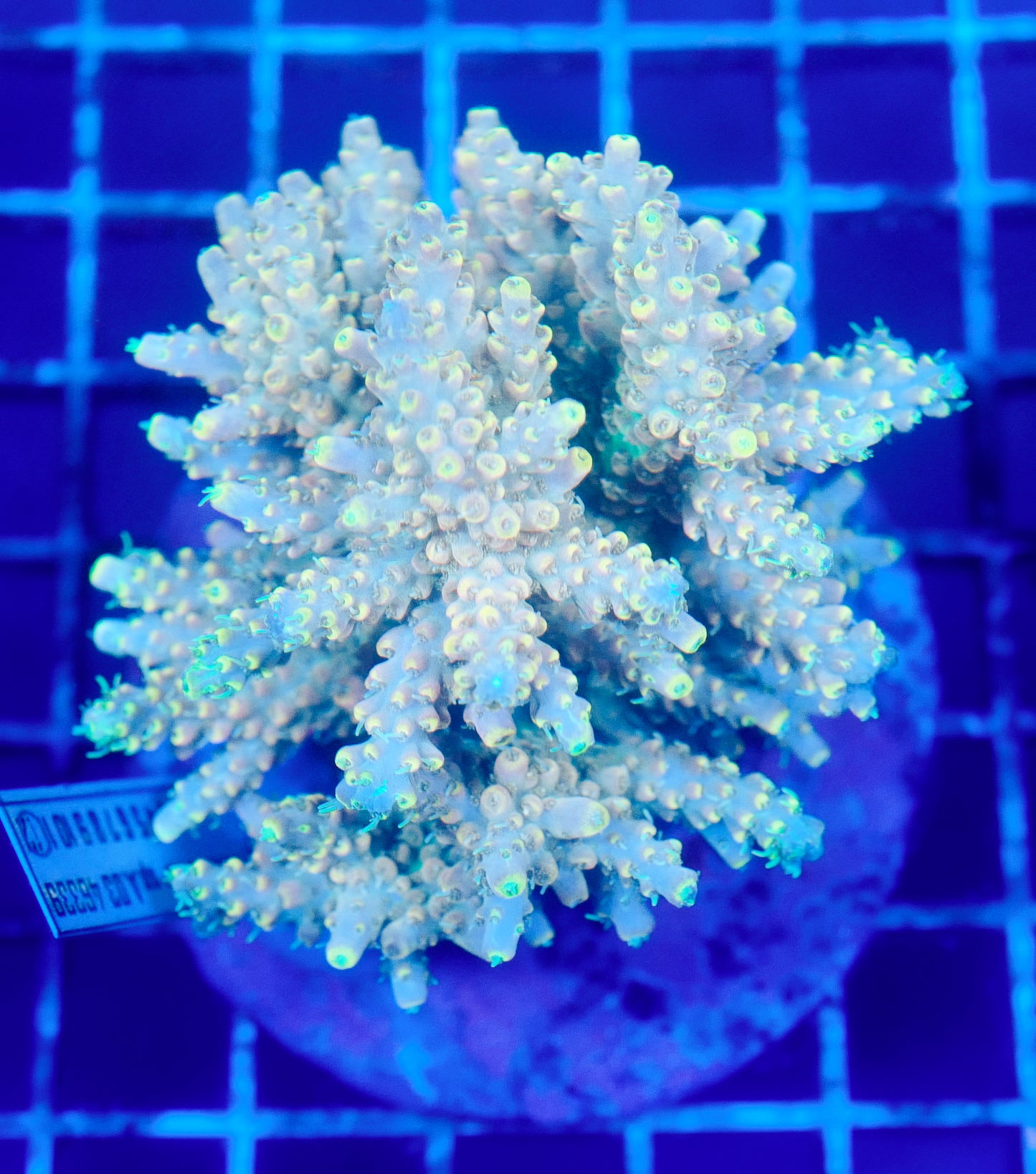 (WYSIWYG) Acropora Colony R1T2A4