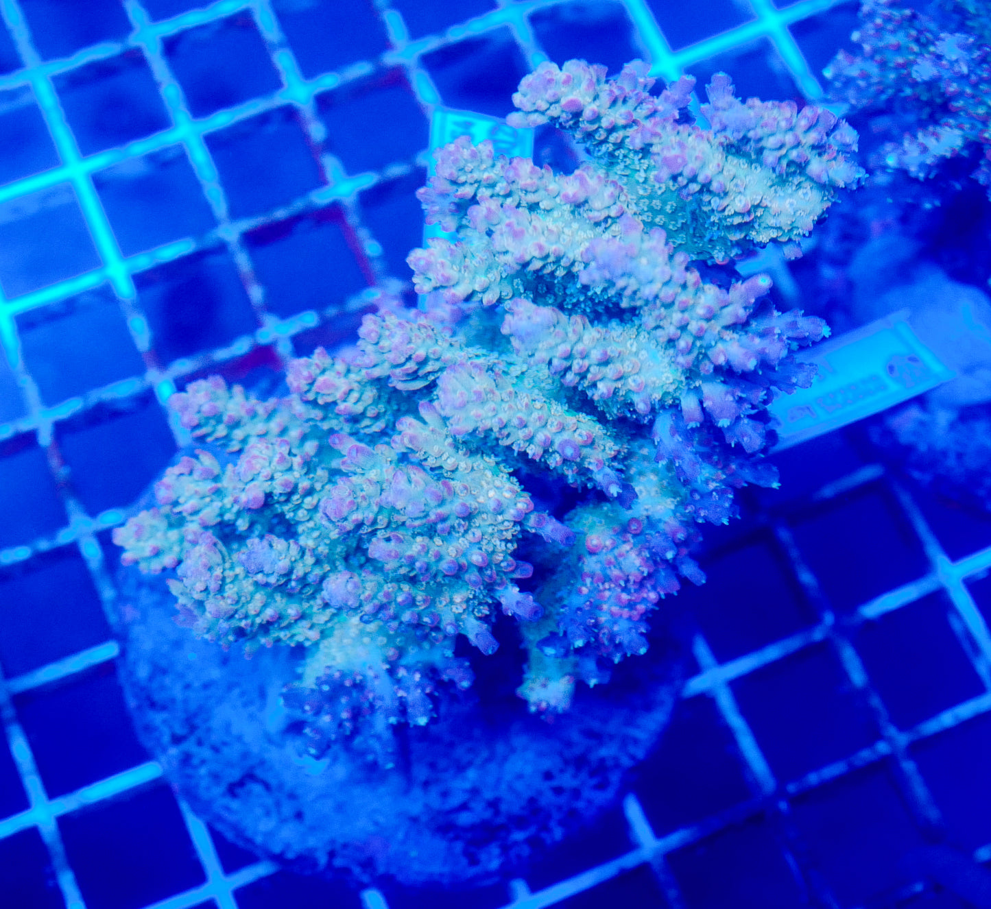 (WYSIWYG) Acropora Colony R1T2A8
