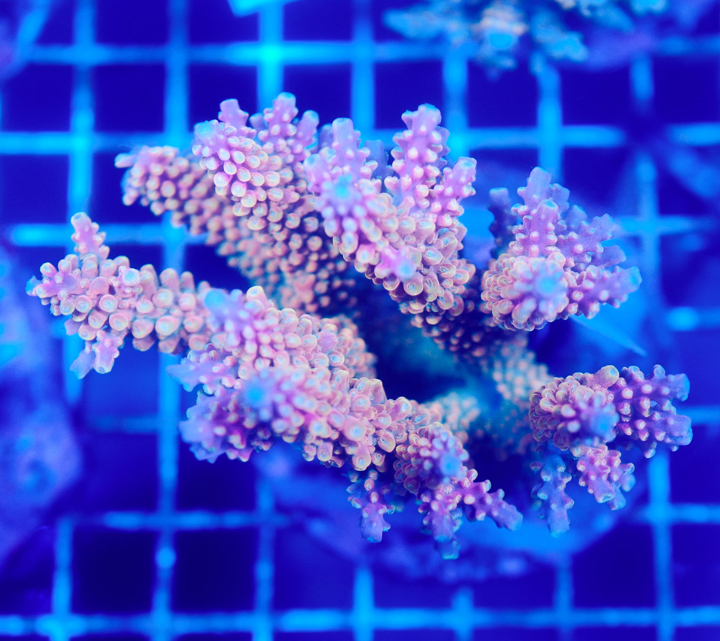 (WYSIWYG) Acropora Colony R1T2B3