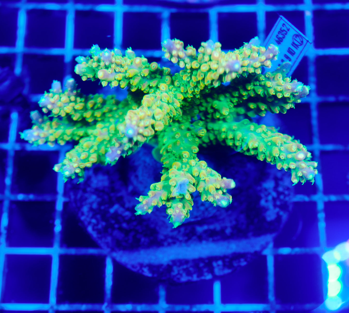 (WYSIWYG) Acropora Colony R1T2B4