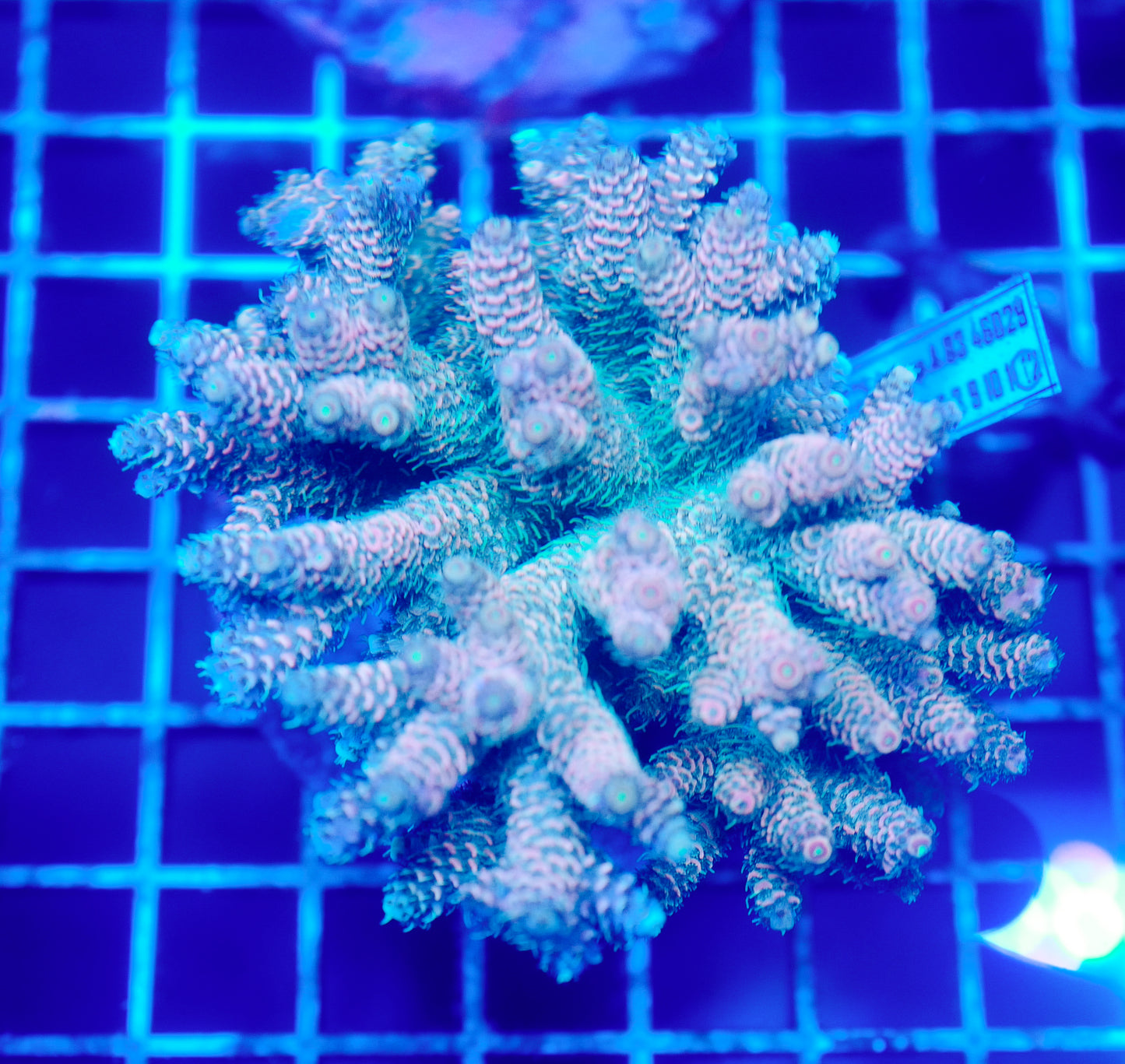 (WYSIWYG) Acropora Colony R1T2B6
