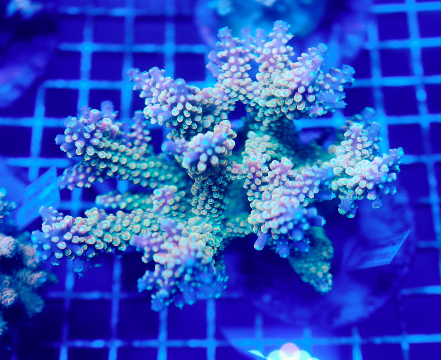 (WYSIWYG) Acropora Colony R1T2B7