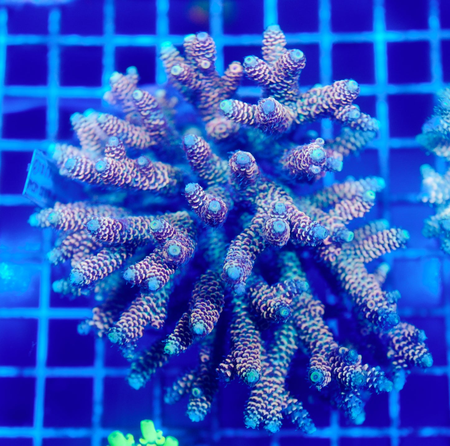 (WYSIWYG) Acropora Colony R1T2C2