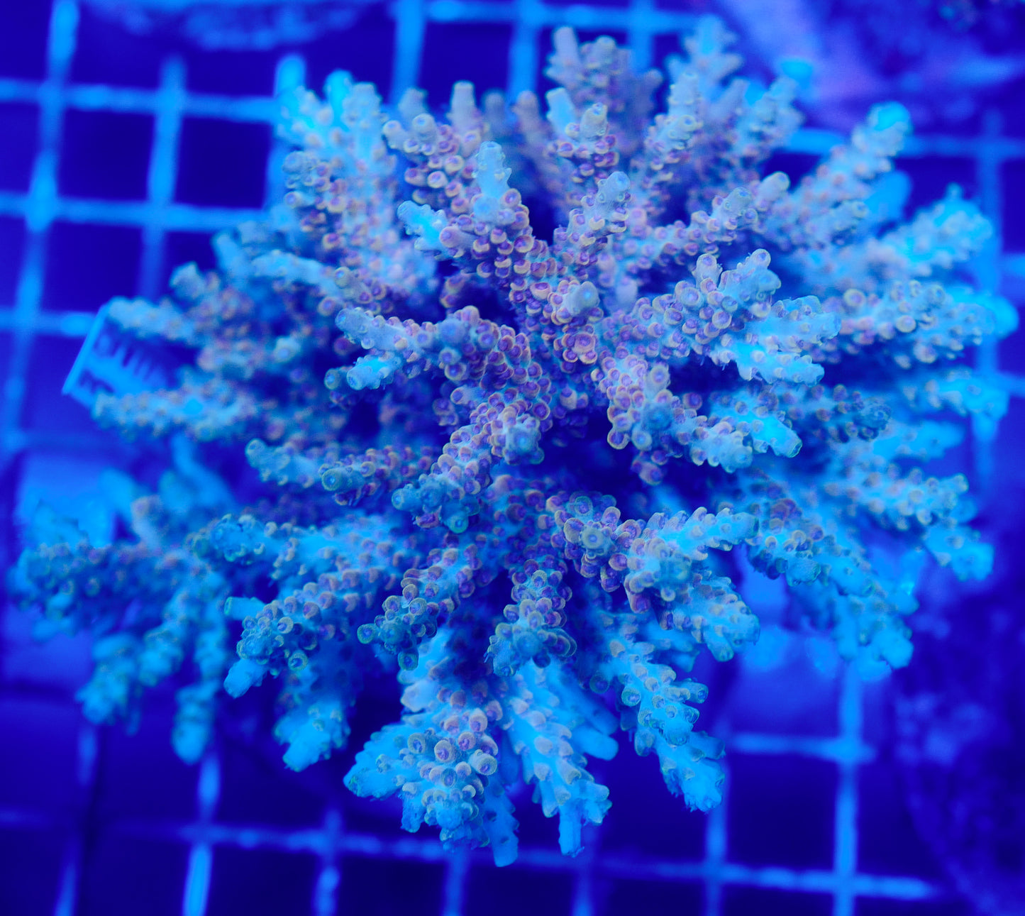(WYSIWYG) Acropora Colony R1T2C4