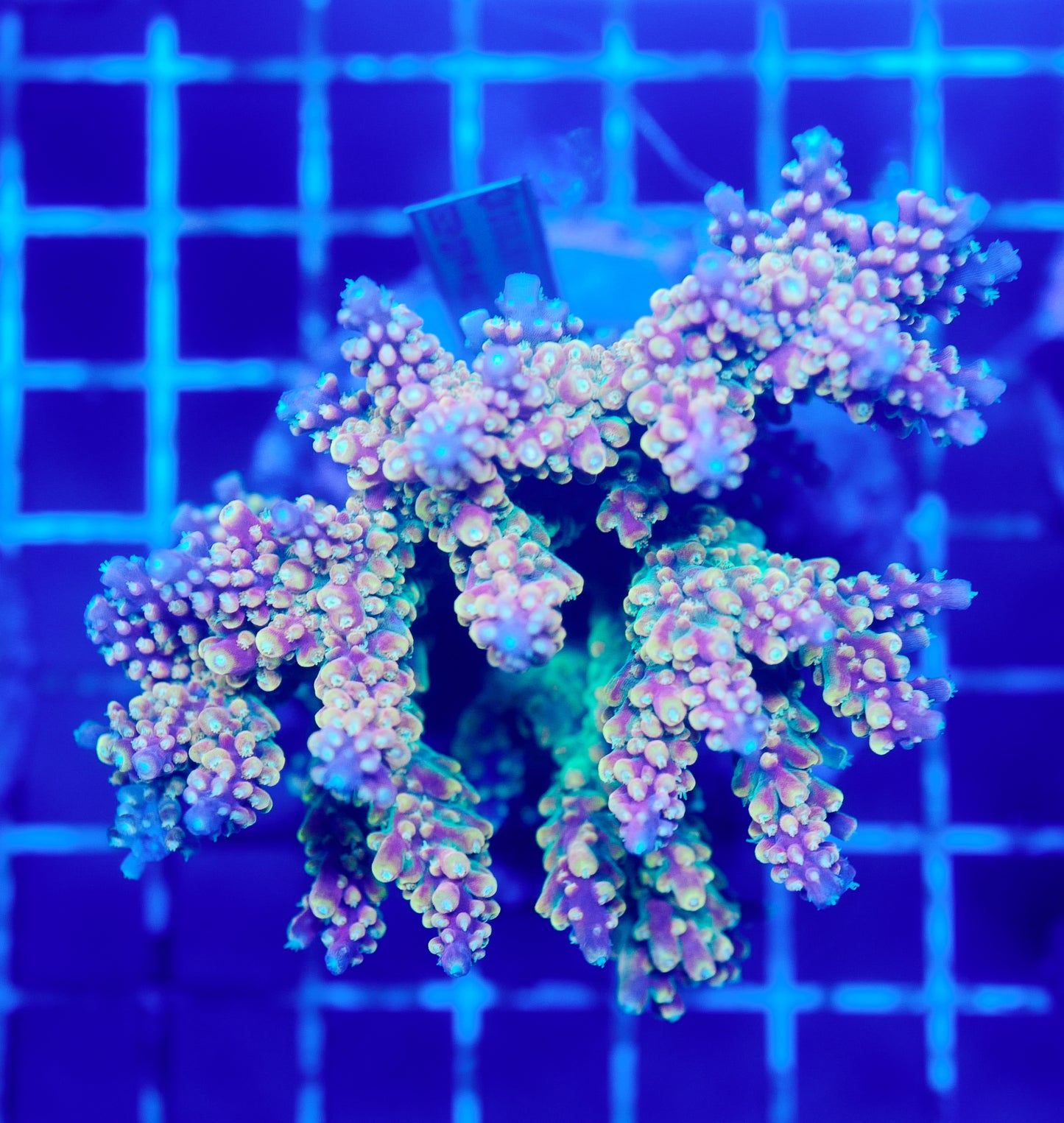 (WYSIWYG) Acropora Colony R1T2D6