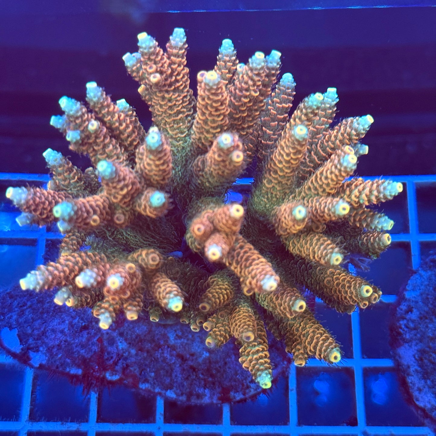 Acropora Colony T2A10