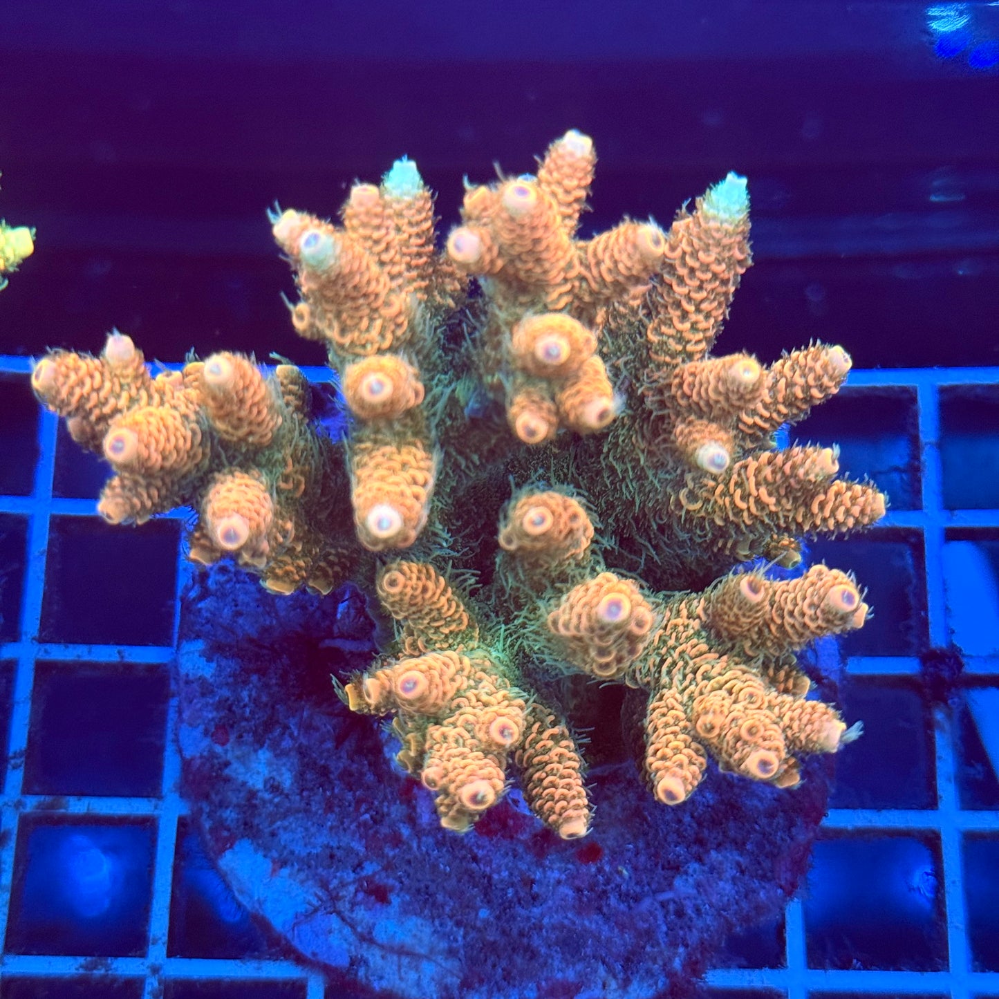 Acropora Colony T2A2